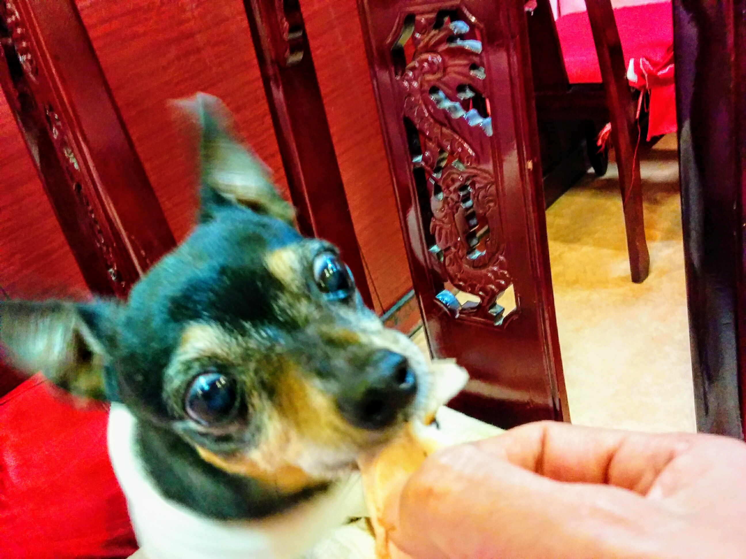 【関東・関西】愛犬と本格的な中華が楽しめるお店