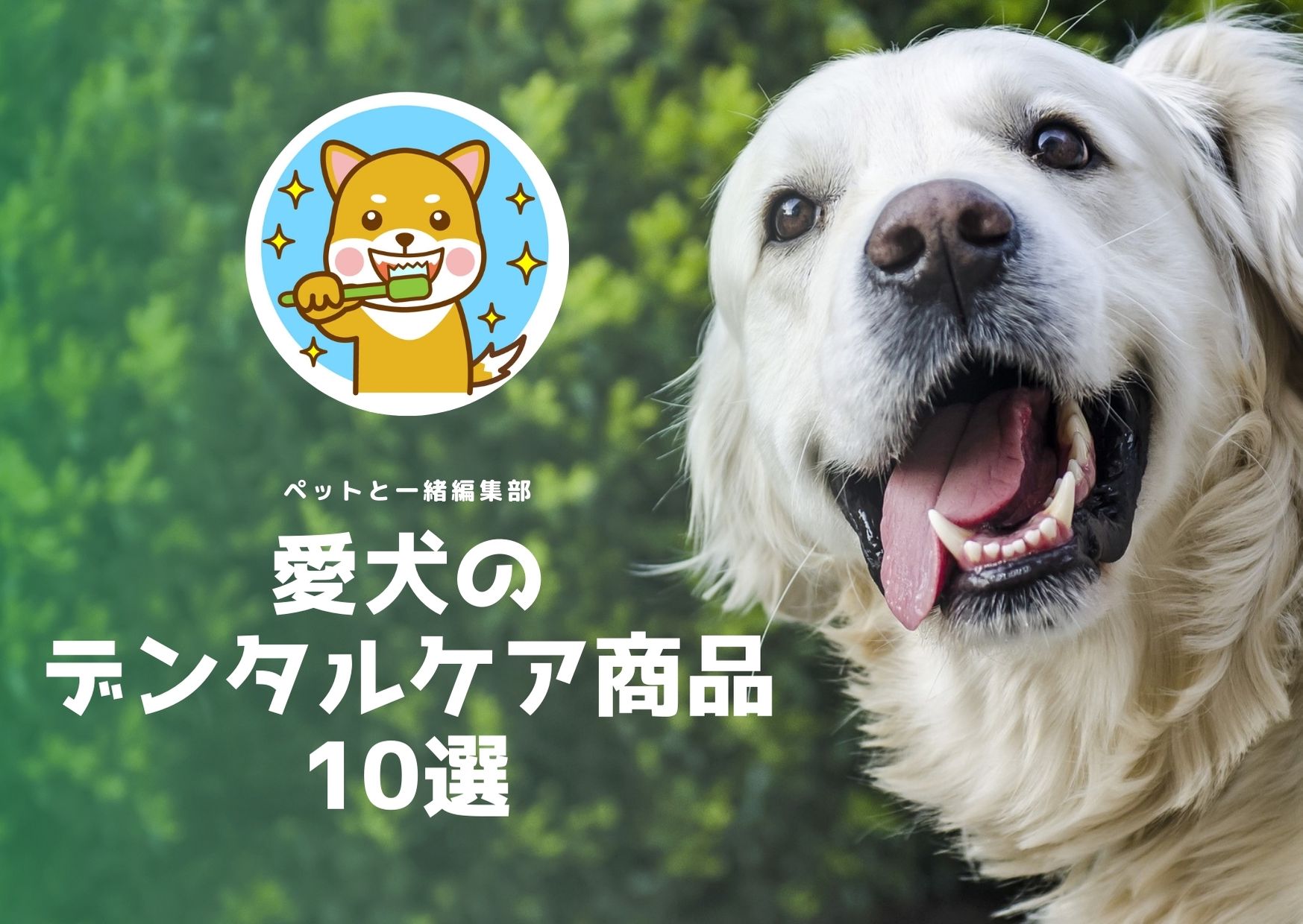 愛犬のデンタルケア商品10選【ペットと一緒編集部】