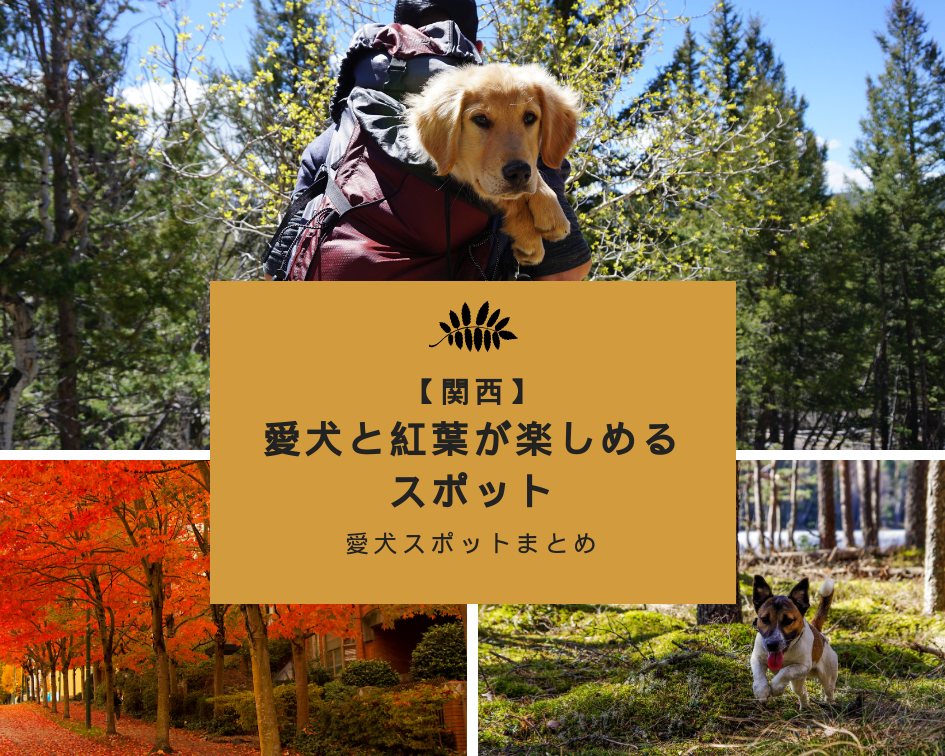 【関西】愛犬と紅葉が楽しめるスポット