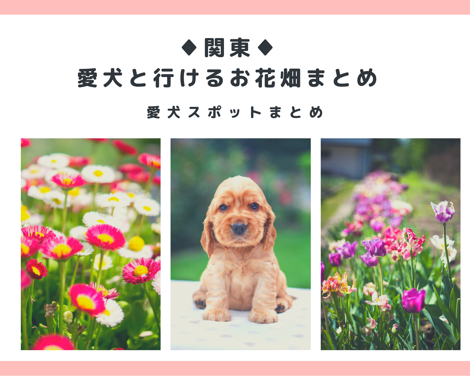 【関東】愛犬と行けるお花畑まとめ