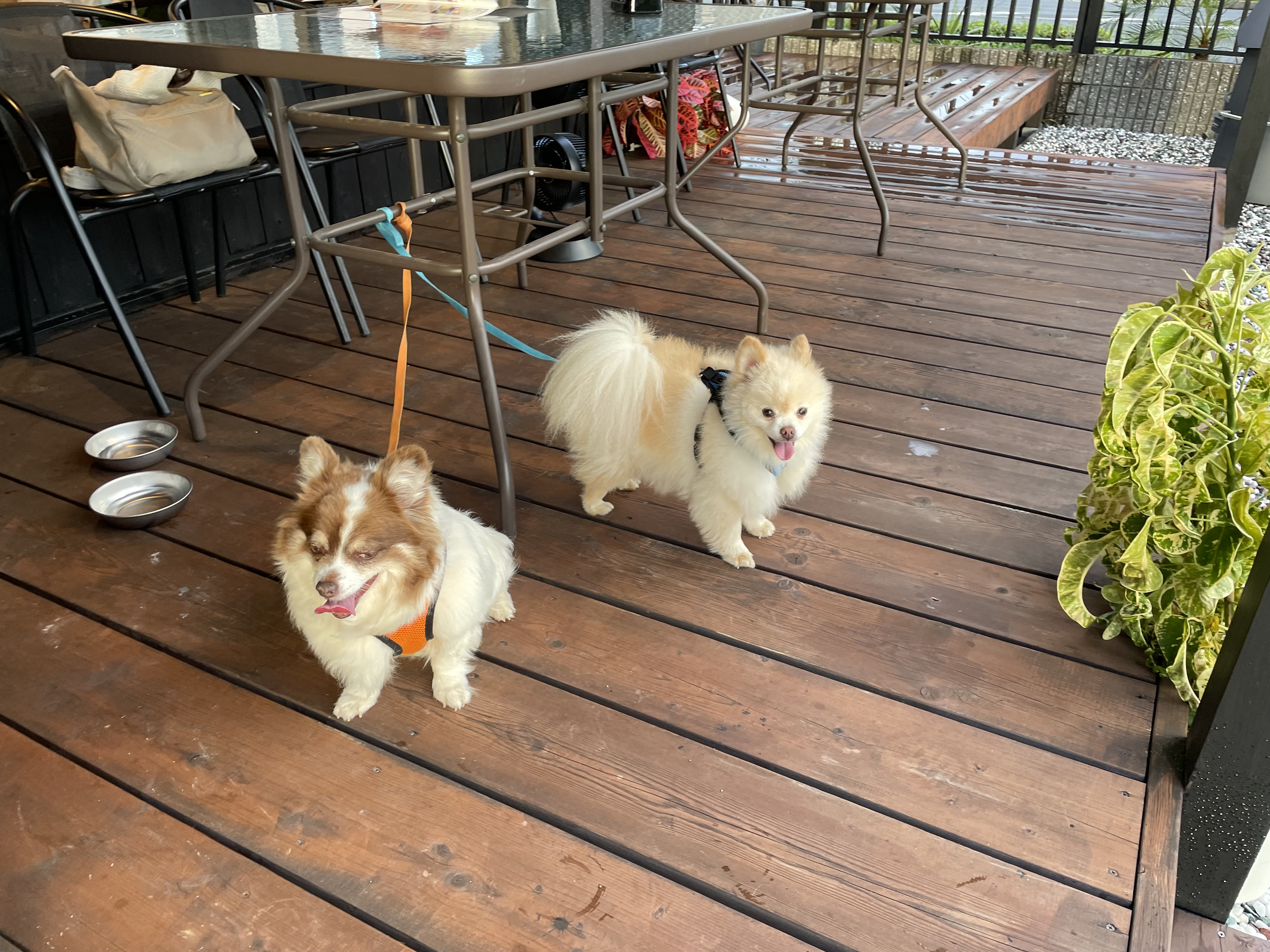 カフェニコラ 明石うみかぜテラス店