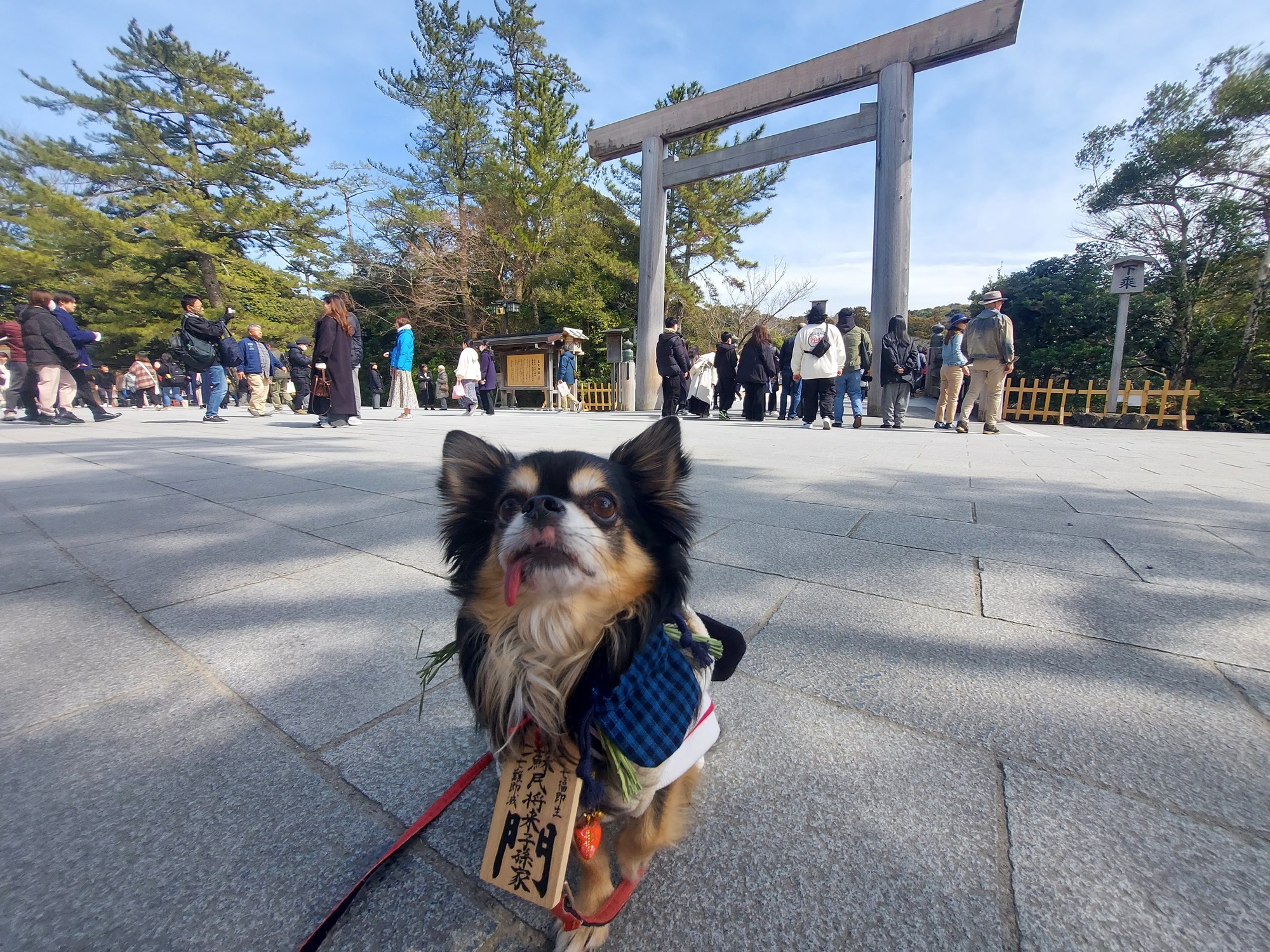 愛犬参加型 おかげ犬体験
