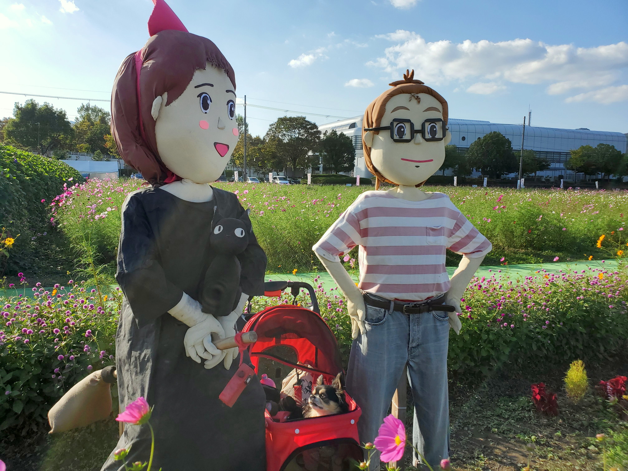 京都丹後/亀岡の夢コスモス園