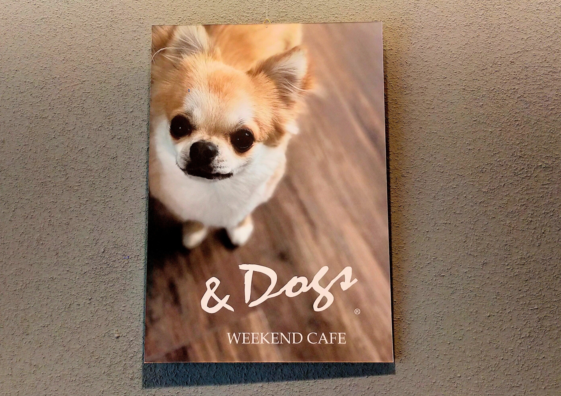 &Dogs