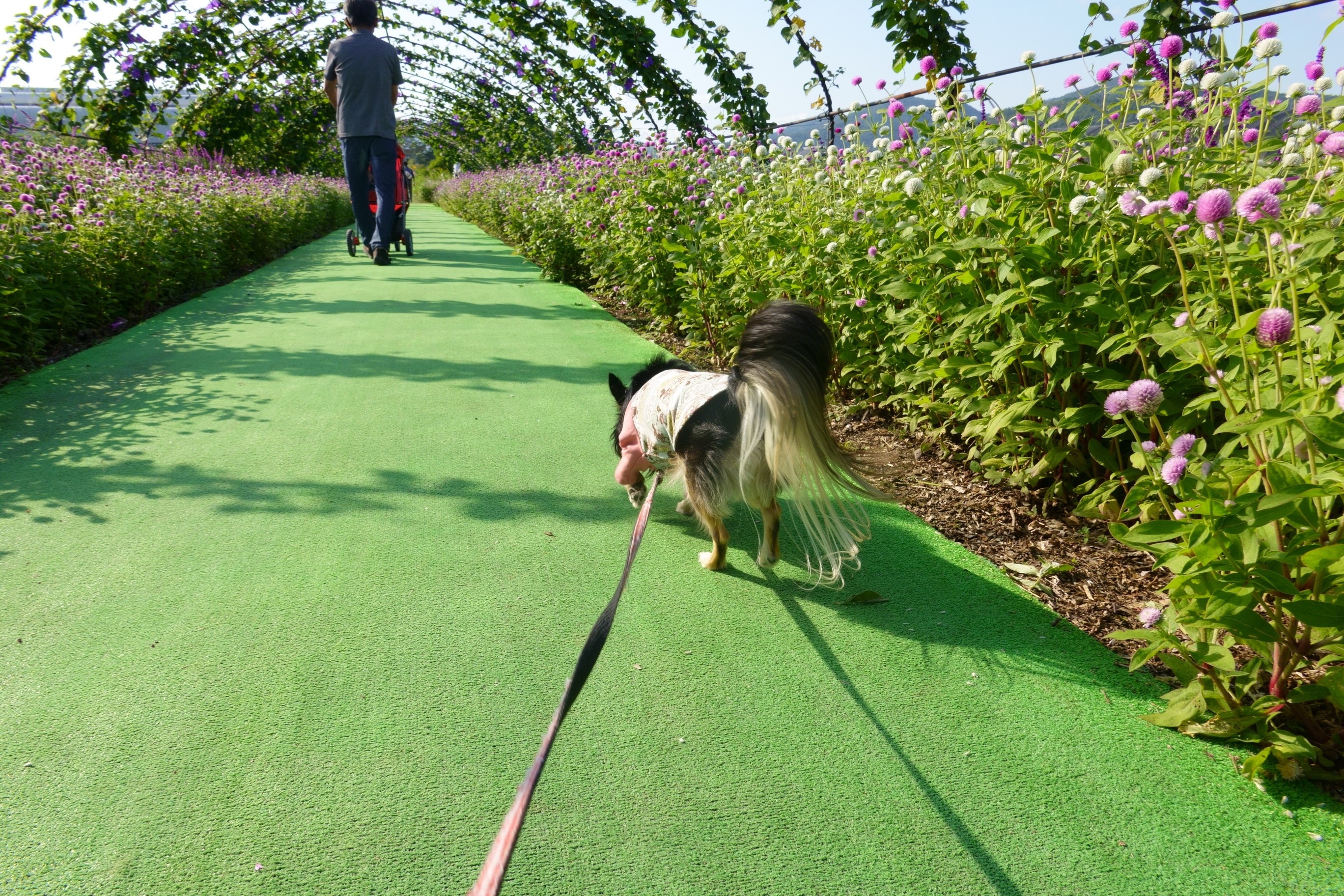 京都丹後／亀岡の夢コスモス園