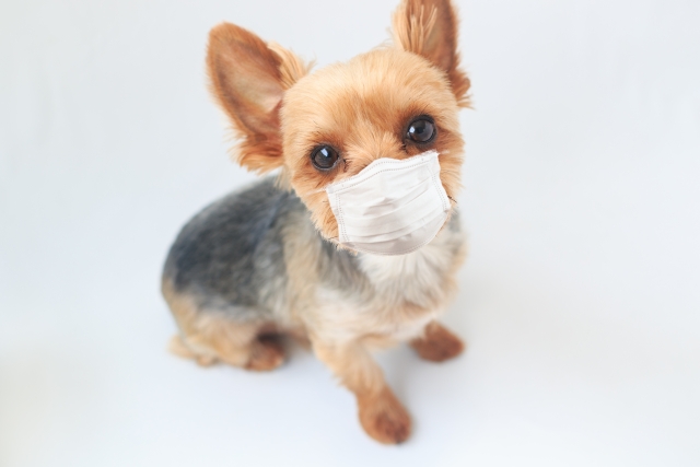 大切な愛犬のためにも新型コロナウイルスの対策を！