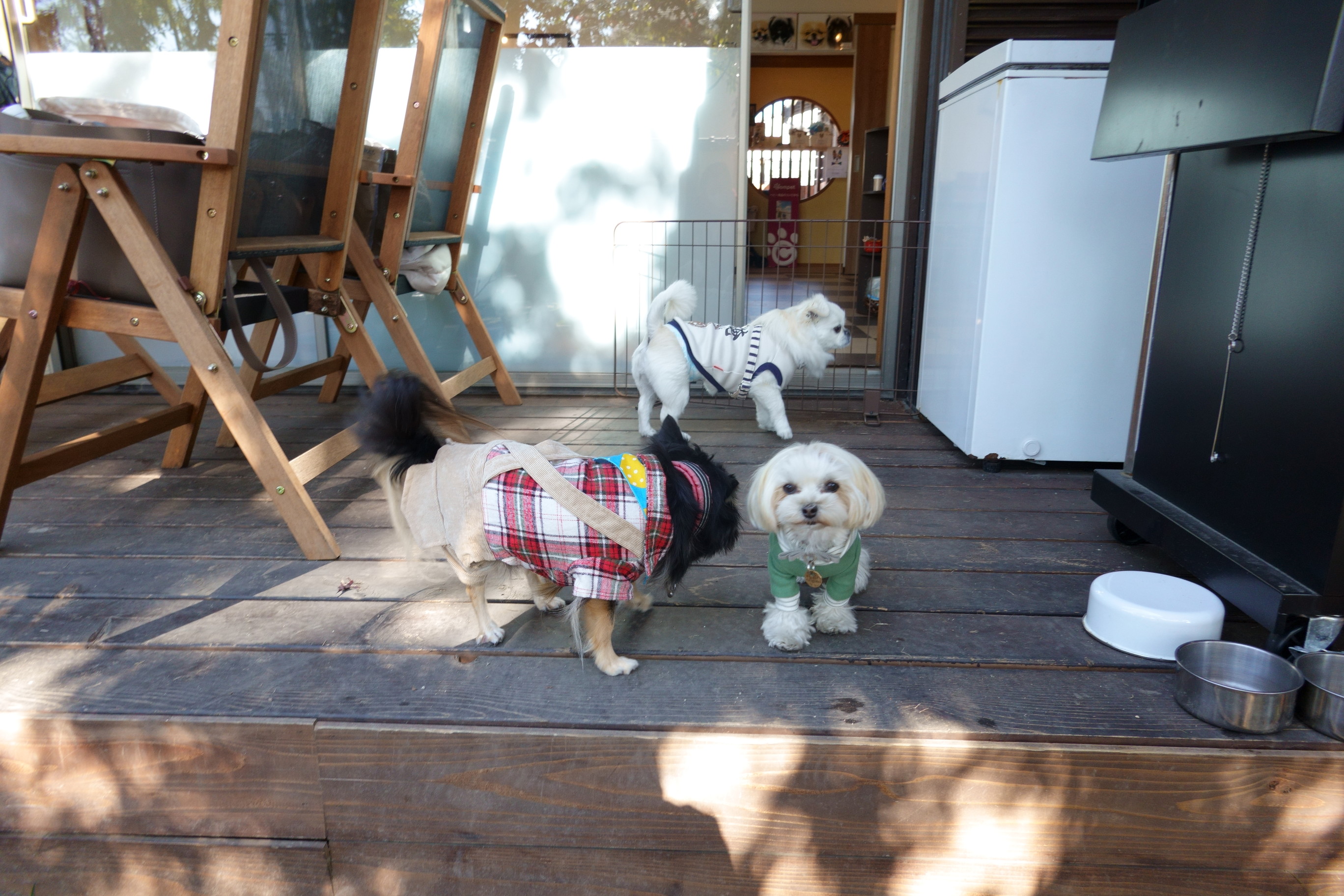 ドッグカフェ メイプル（DogCafe MAPLE）