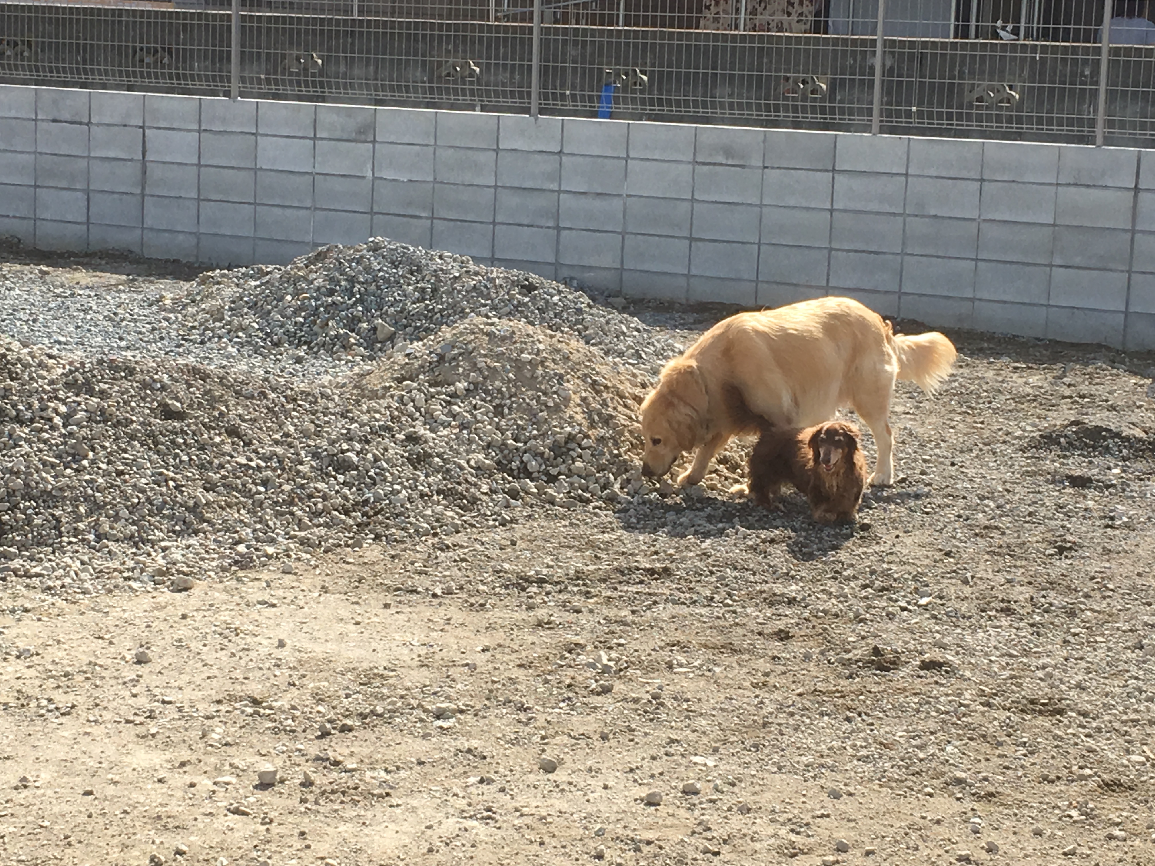 Jr御着駅 わんにゃふる姫路 手作りの広いドッグランでセラピー犬とも触れ合える楽しい施設 ペット 犬同伴可 兵庫県姫路市 ペットと一緒