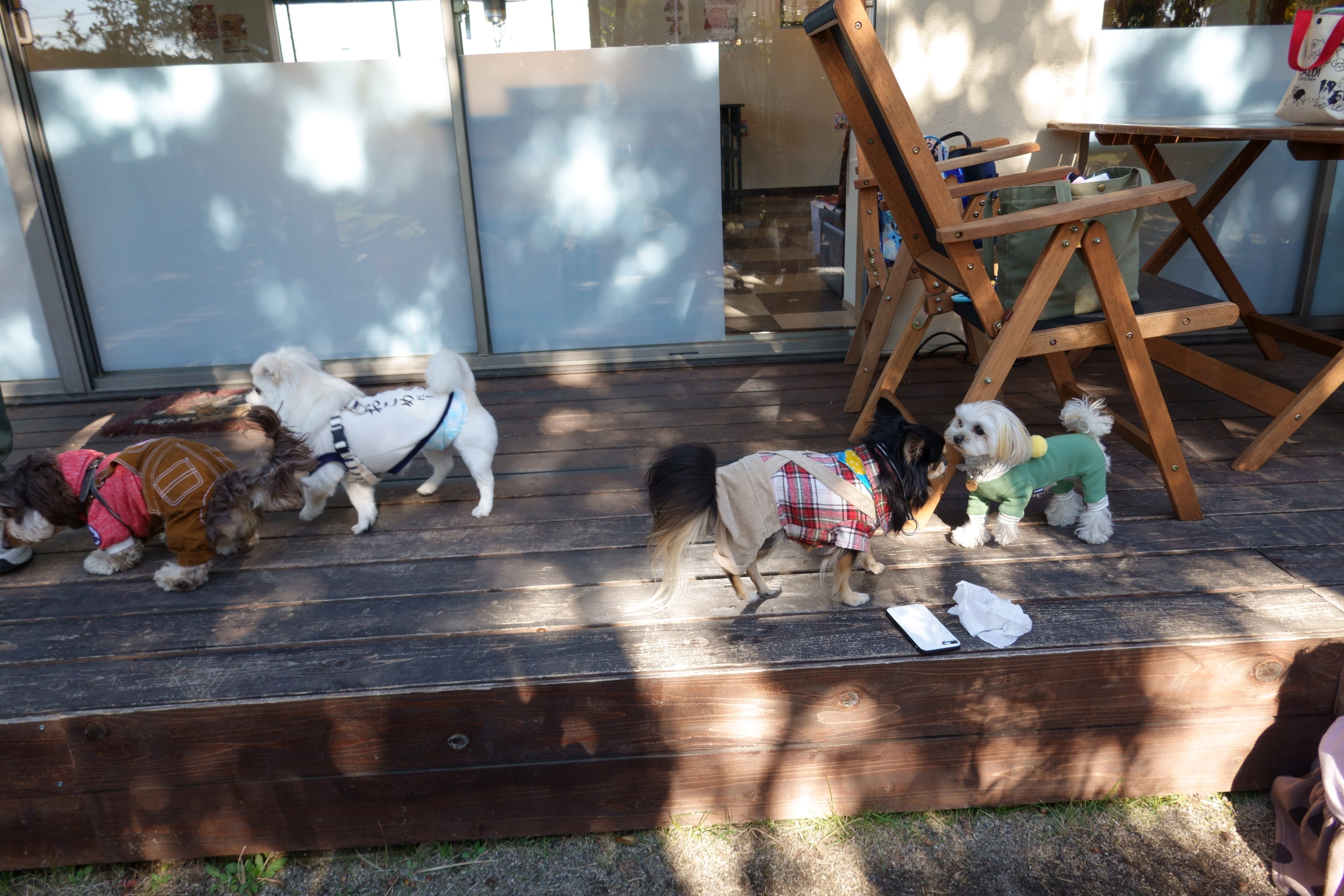 ドッグカフェ メイプル(DogCafe MAPLE)