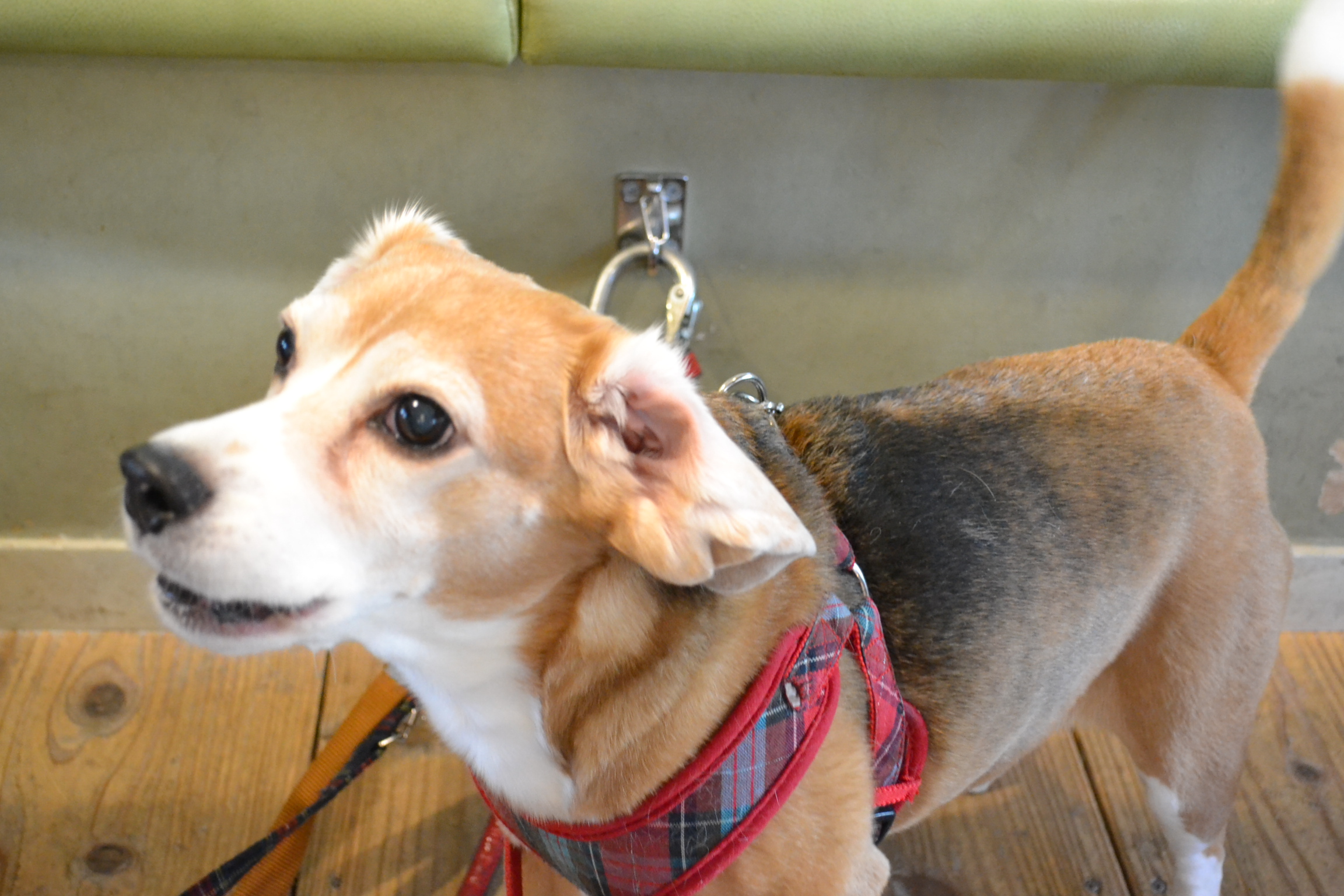 笠寺駅 スタジオドッグラン 2つのドッグランとカフェを行き来できる 愛犬家フォトグラファーがオーナーのお店 ペット 犬同伴可 愛知県名古屋市 ペットと一緒