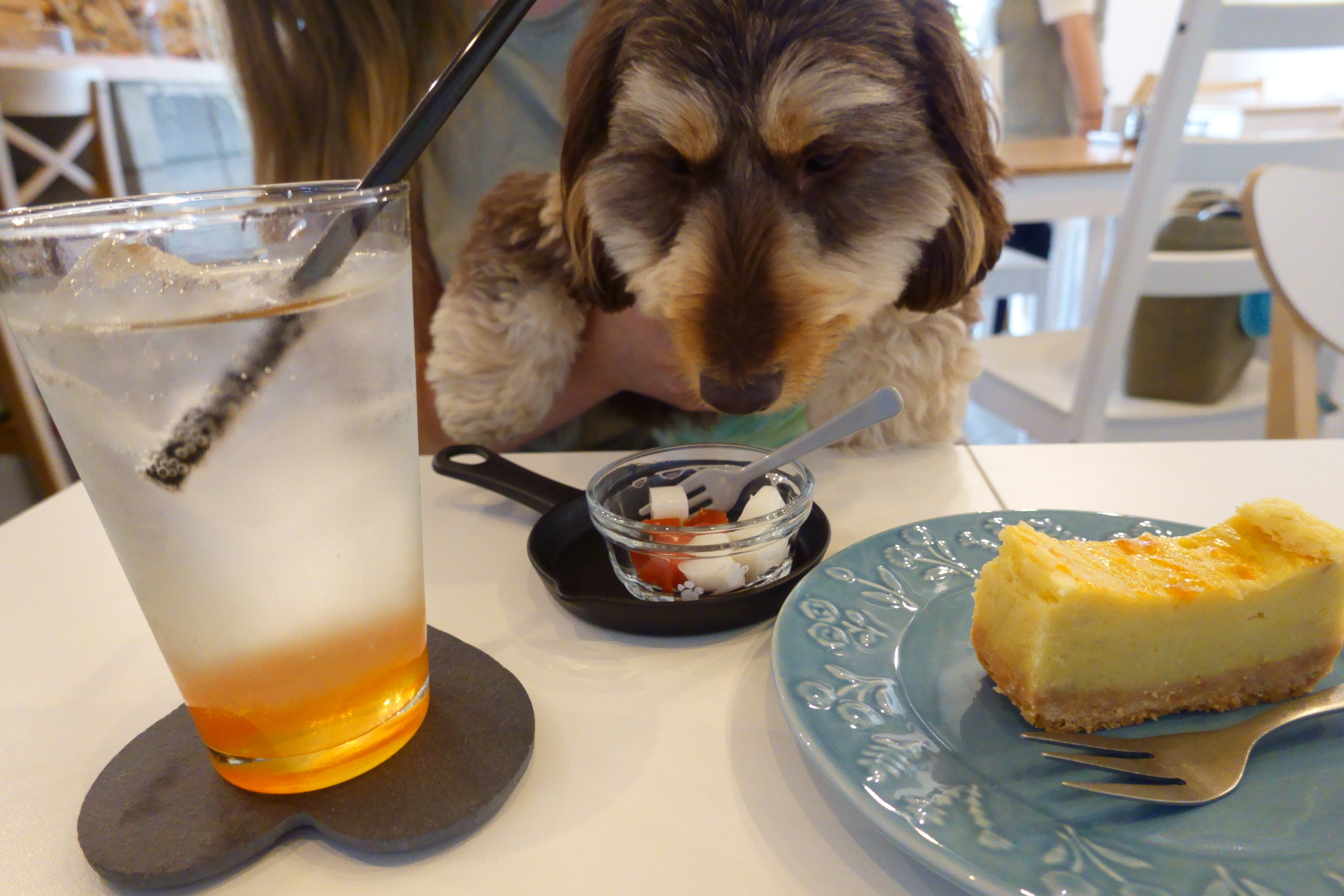 保護犬のいるドッグカフェゼロ