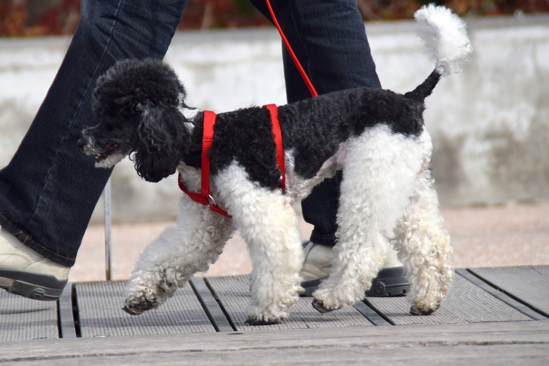 横浜市愛犬の正しいしつけ・お悩み相談室