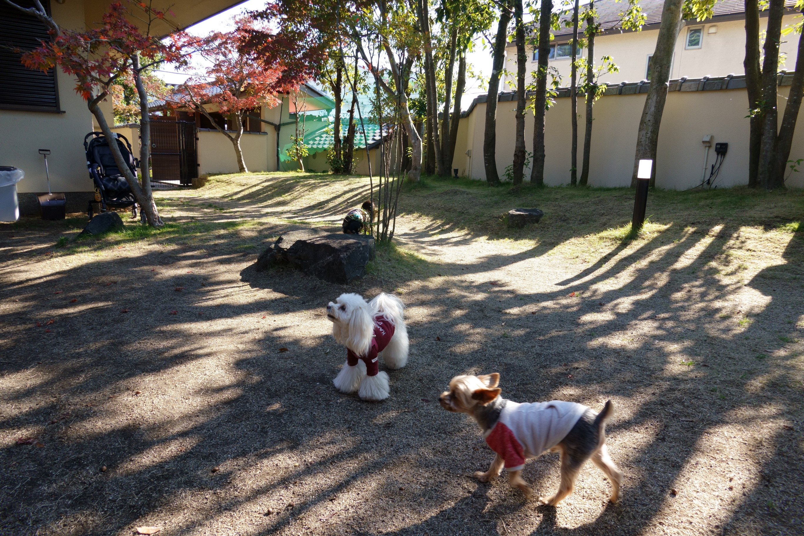 ドッグカフェ メイプル(DogCafe MAPLE)