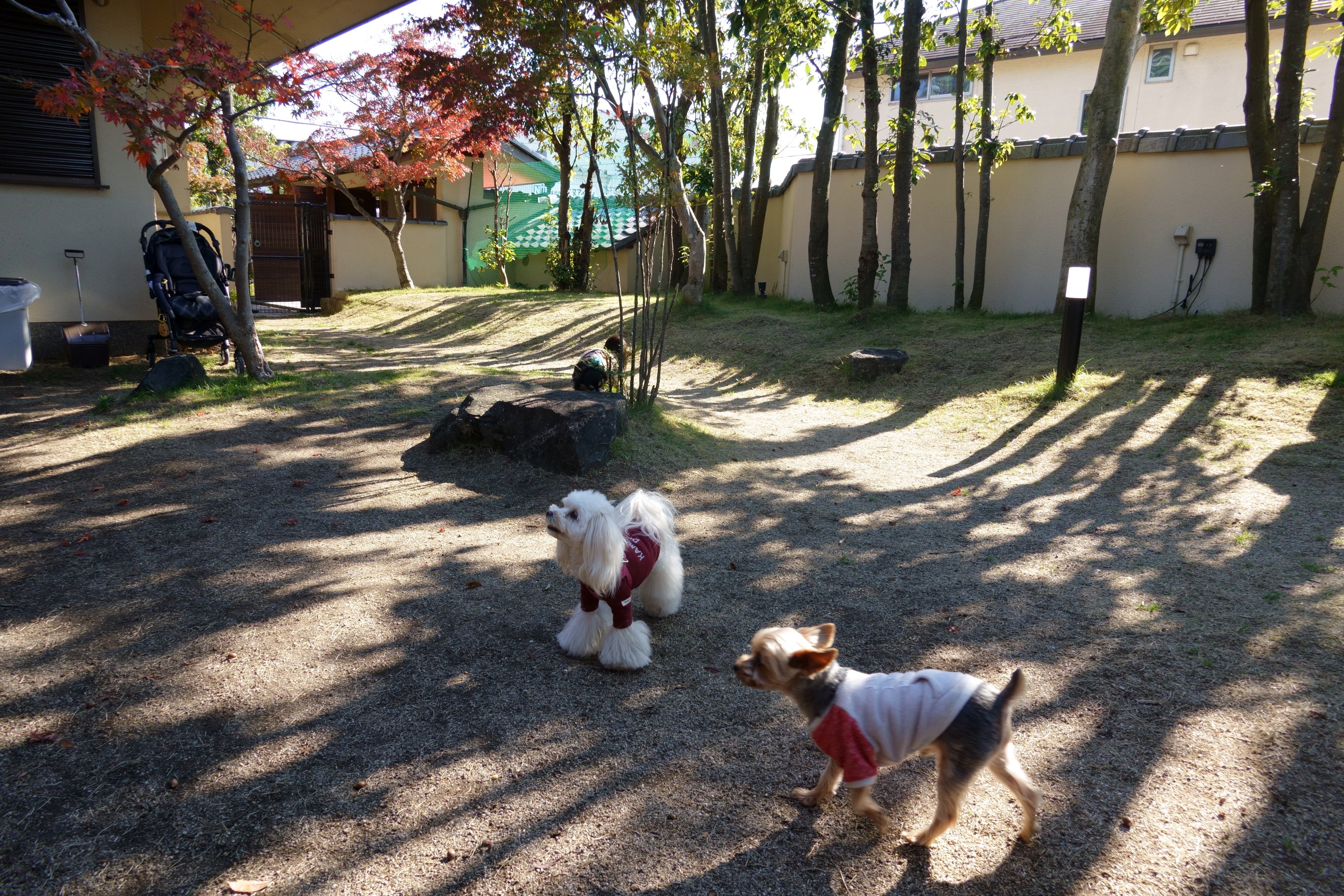 ドッグカフェ メイプル（DogCafe MAPLE）