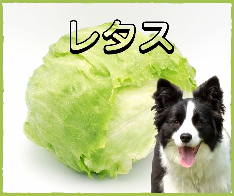 愛犬メニューに夏野菜を取り入れよう！NG食材も紹介