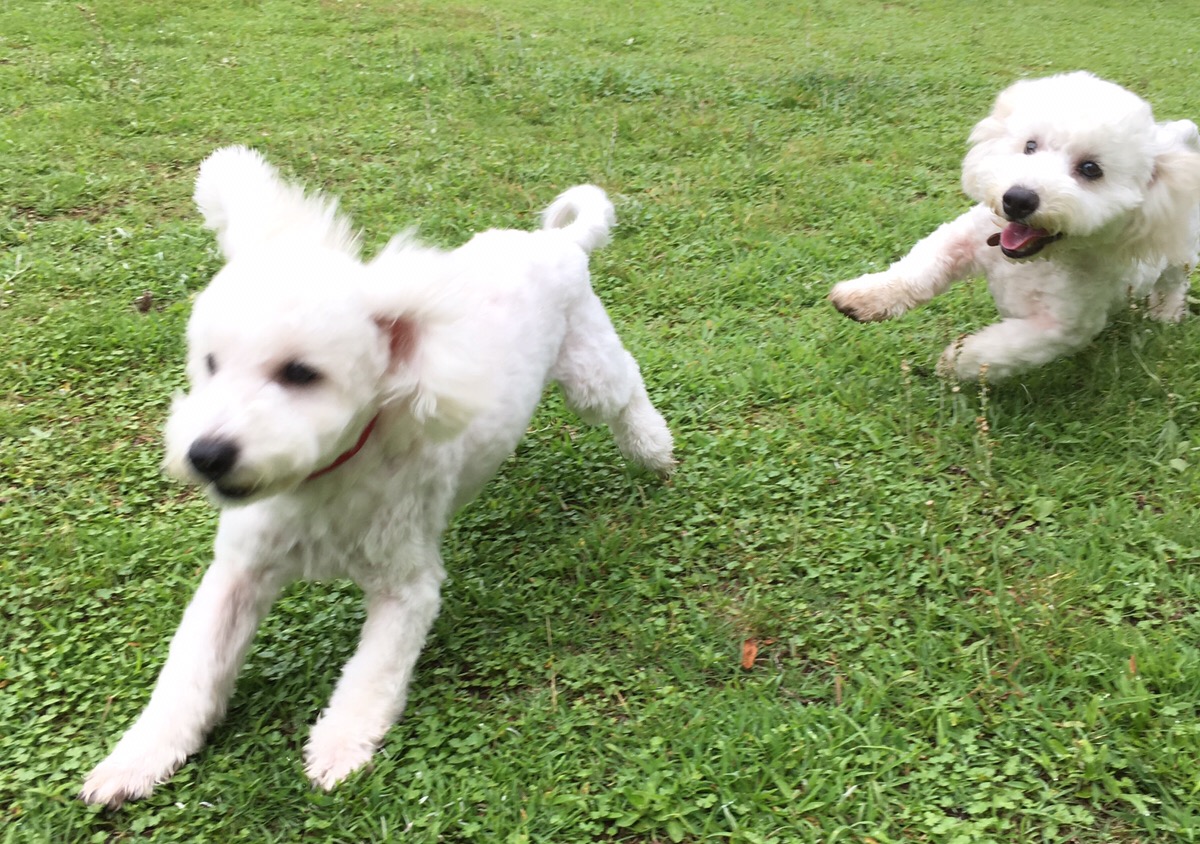 愛犬お宿