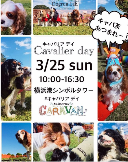 Cavalier Day キャバリアデイ！