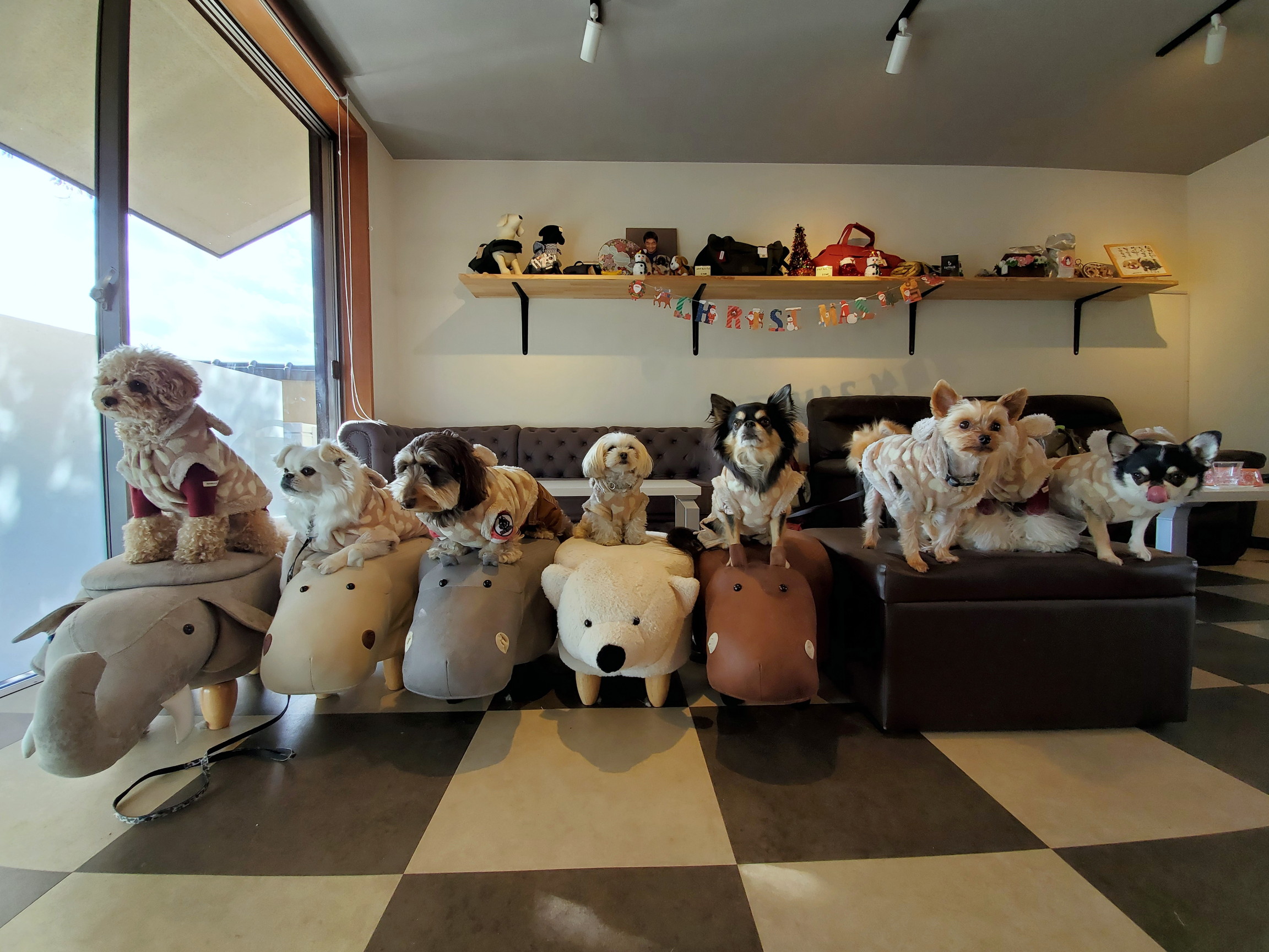 ドッグカフェ メイプル(DogCafe MAPLE)
