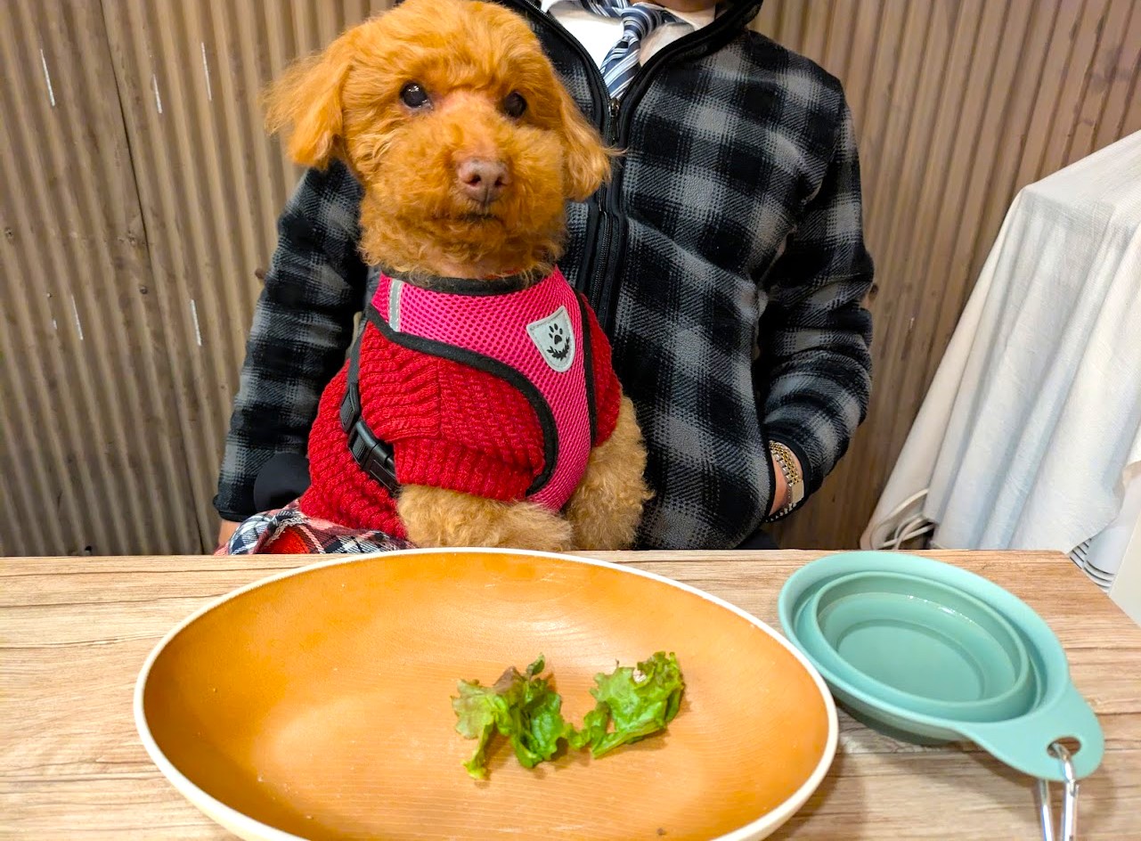 春巻きとよだれ鶏酔いしば谷町六丁目