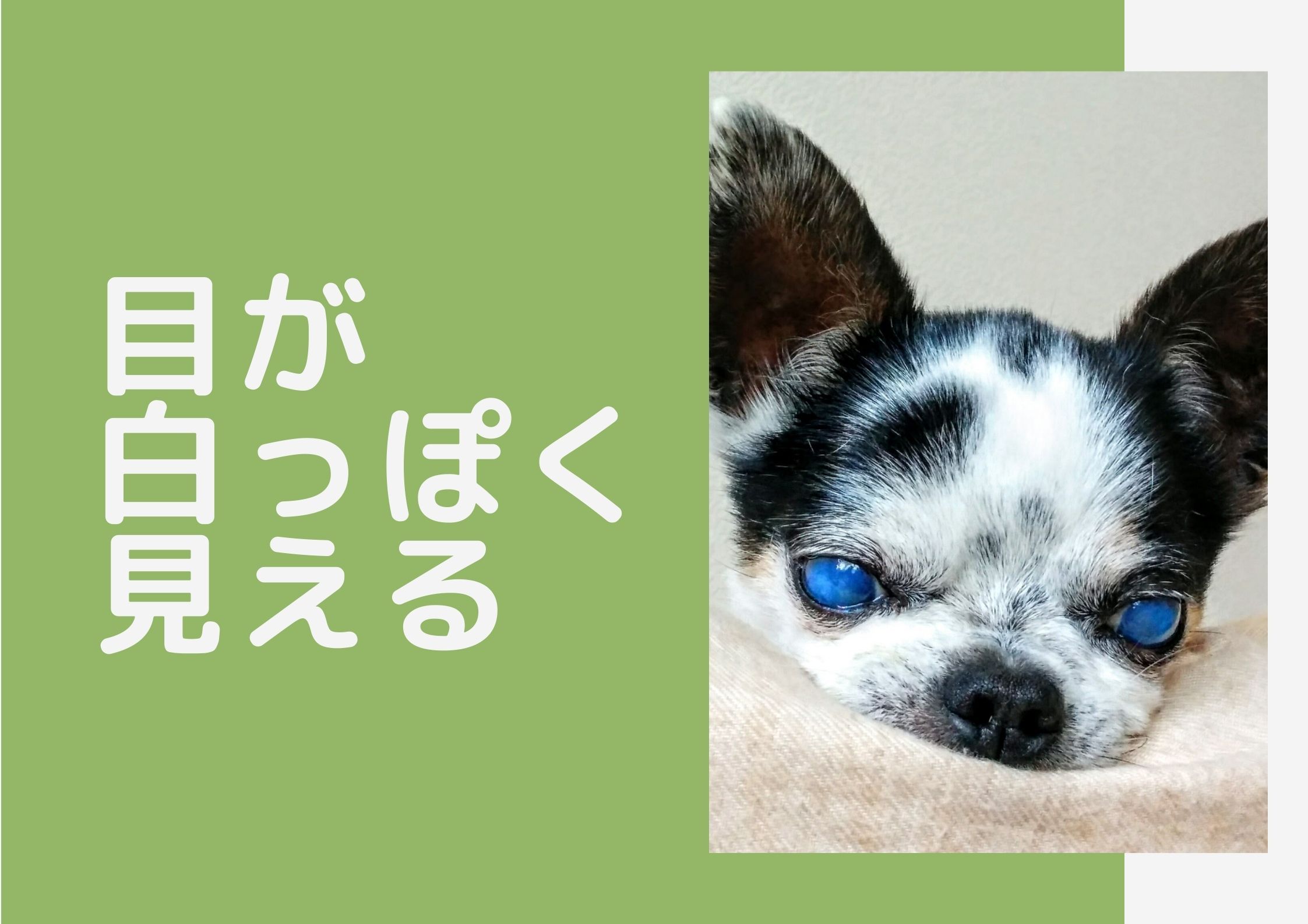 犬は何歳からシニア？老化のサイン5つを紹介【ペットと一緒編集部】