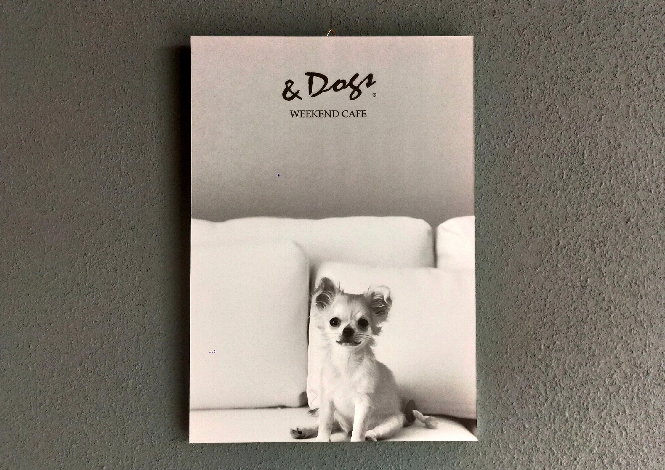 &Dogs