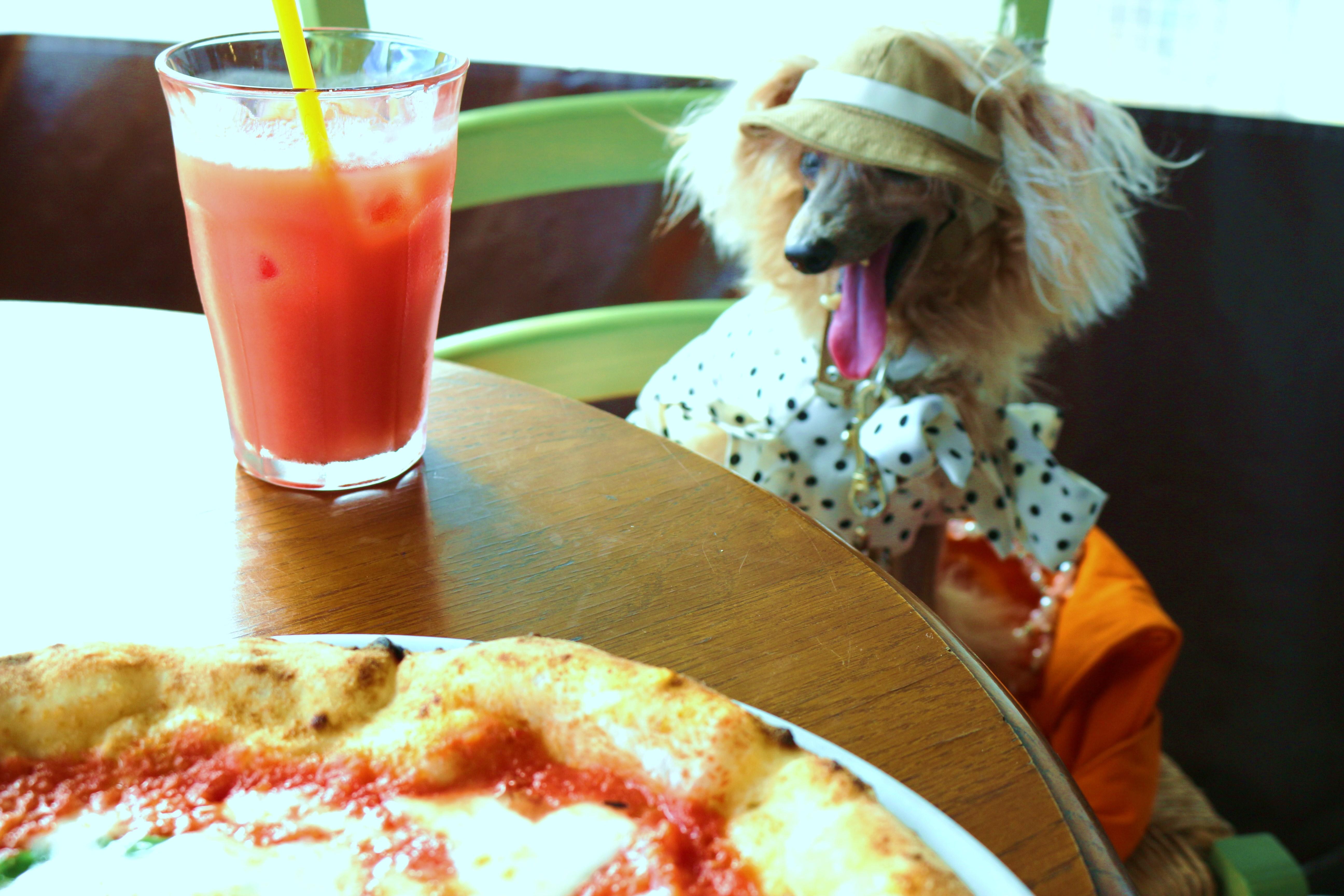 【関東】愛犬と本格的なイタリアンが楽しめるお店