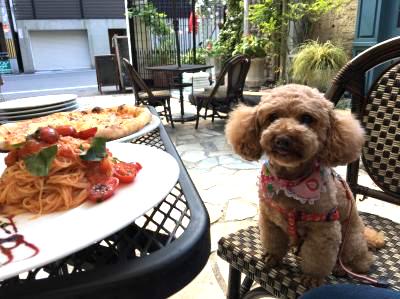 【関西】大型犬も一緒に入れるお店