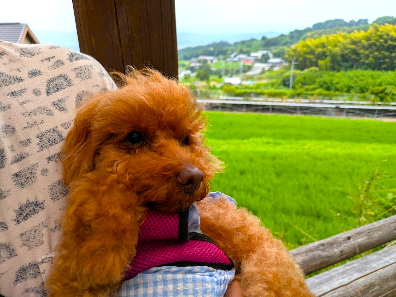 ラッテたかまつ