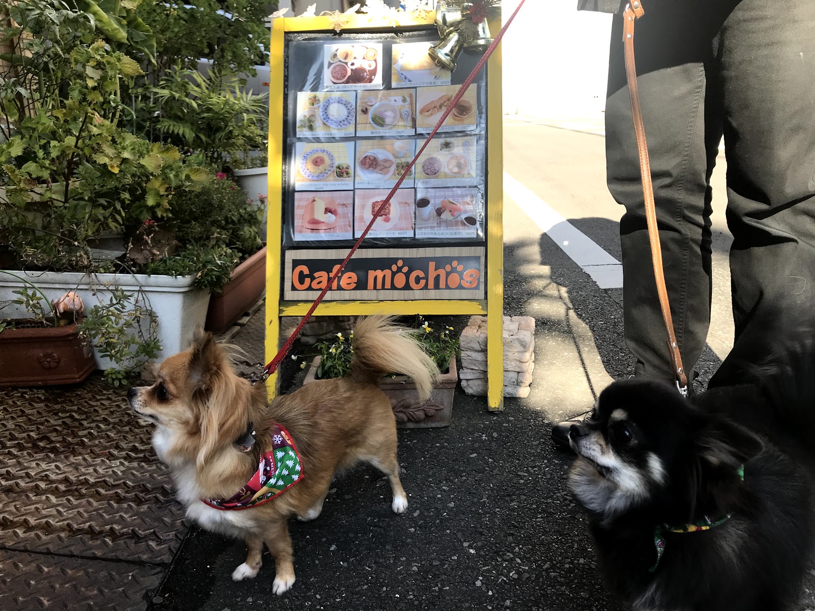 ペットと一緒 犬okのカフェやレストランを愛犬家ライターが現地取材