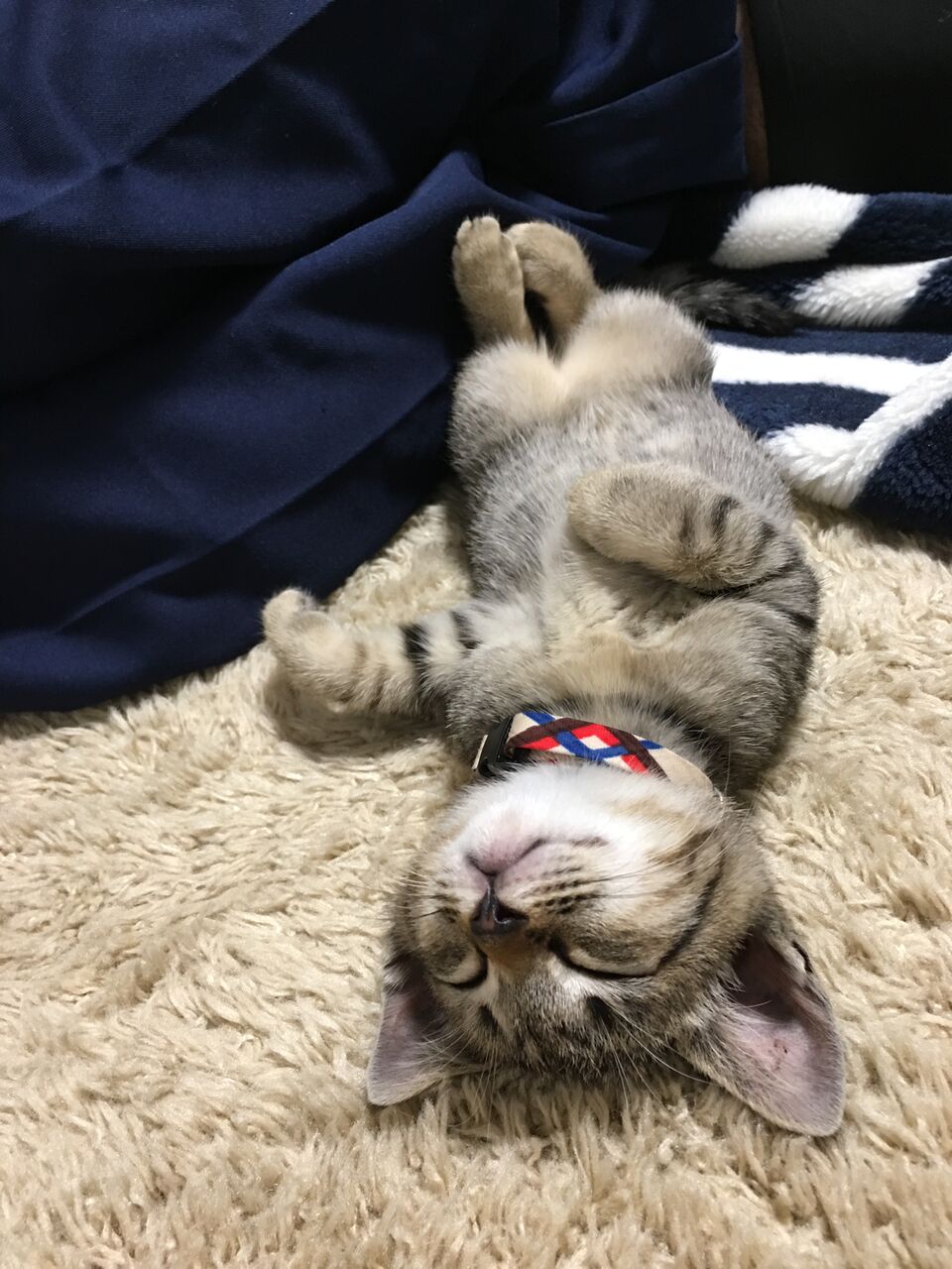 日めくりニャンコ!