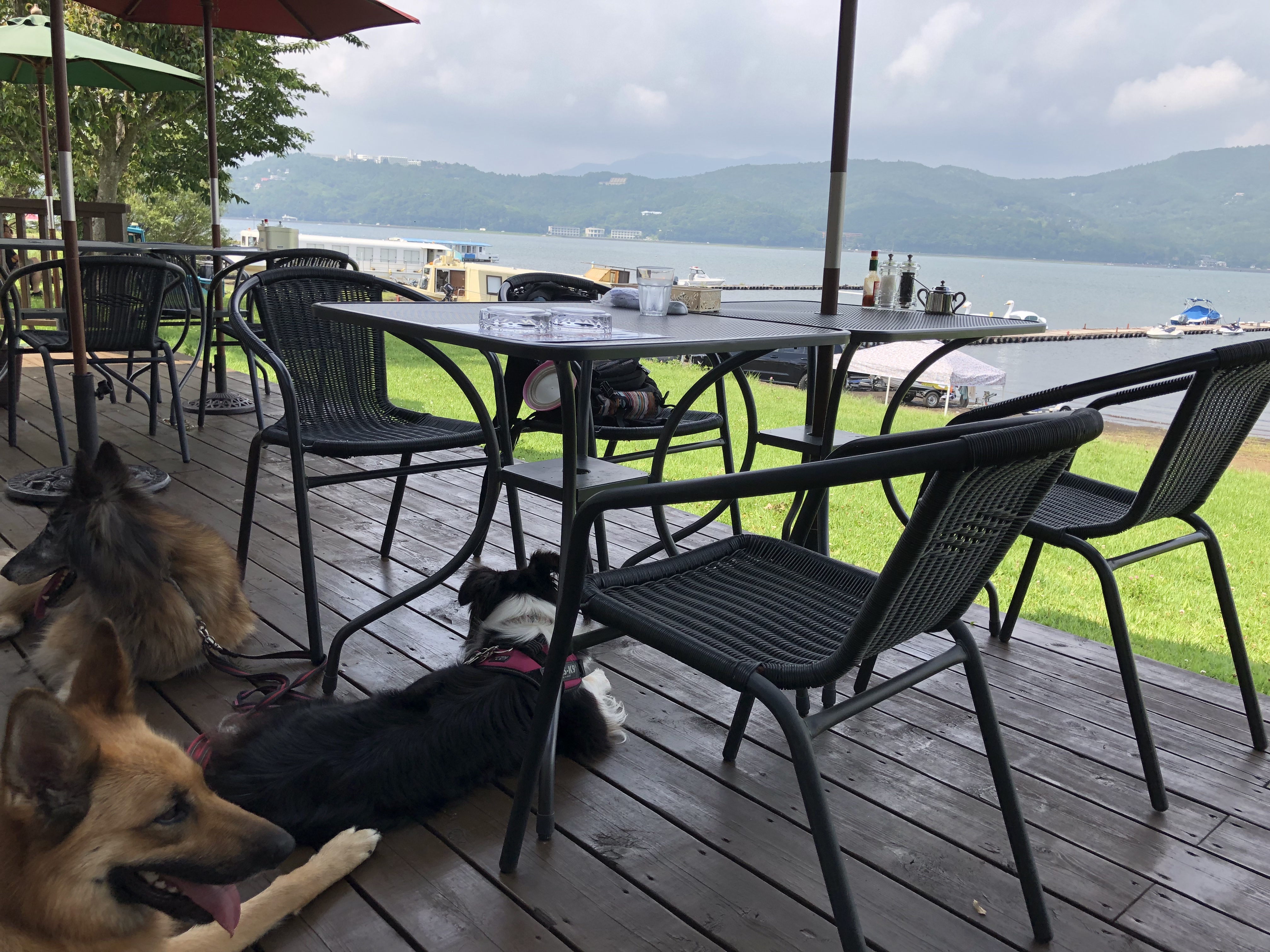 山中湖 犬 と 泊まる