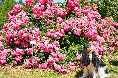 河津バガテル公園