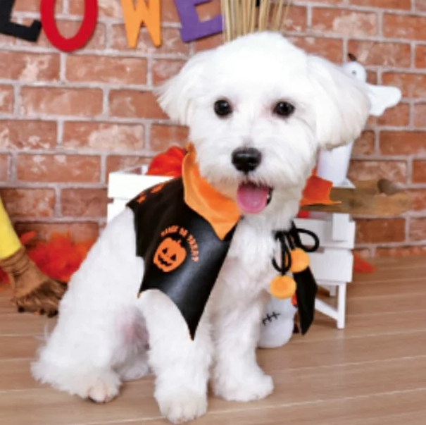 「愛犬とおうちでハロウィンを楽しもう!」ペットと一緒編集部