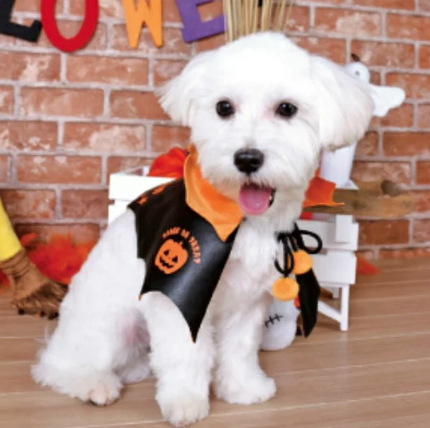 「愛犬とおうちでハロウィンを楽しもう！」ペットと一緒編集部