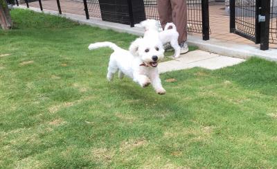愛犬ヴィレッジ