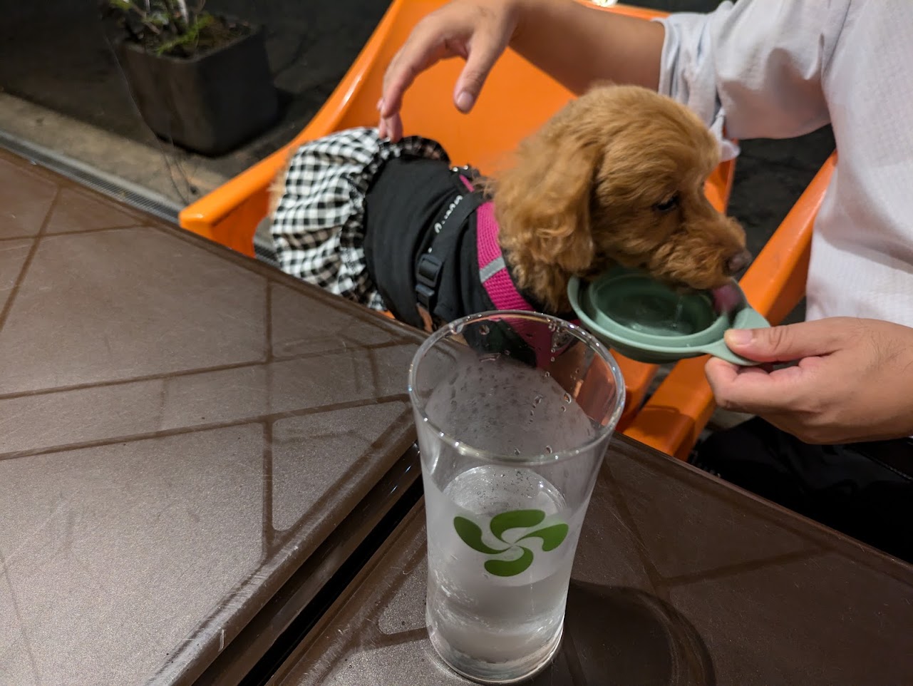 ガストロテカビメンディ