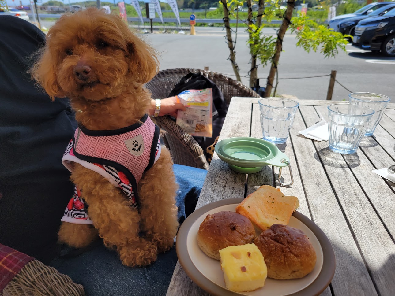 オランダ屋 富雄店