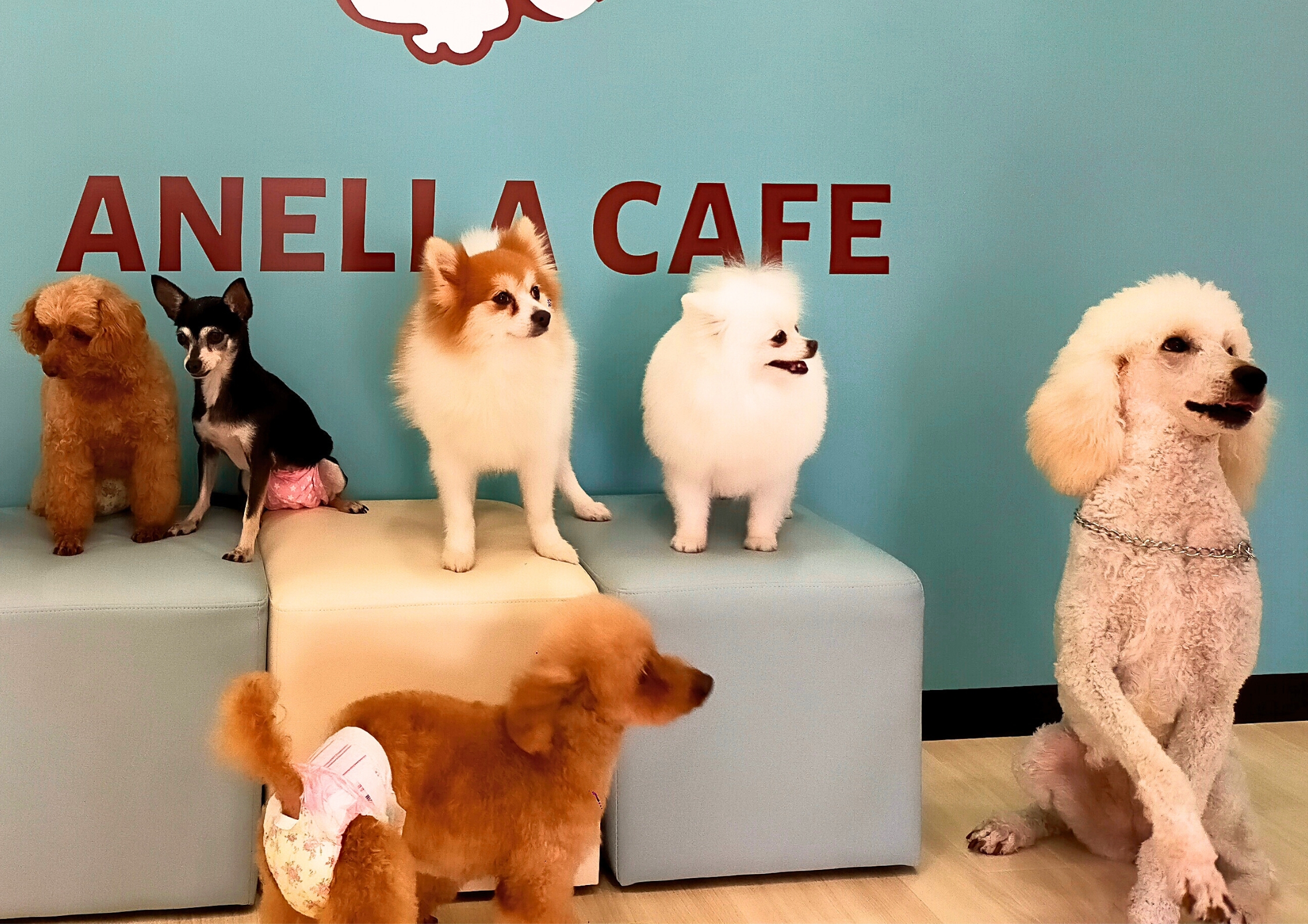 ANELLA CAFE アネラカフェ西宮店