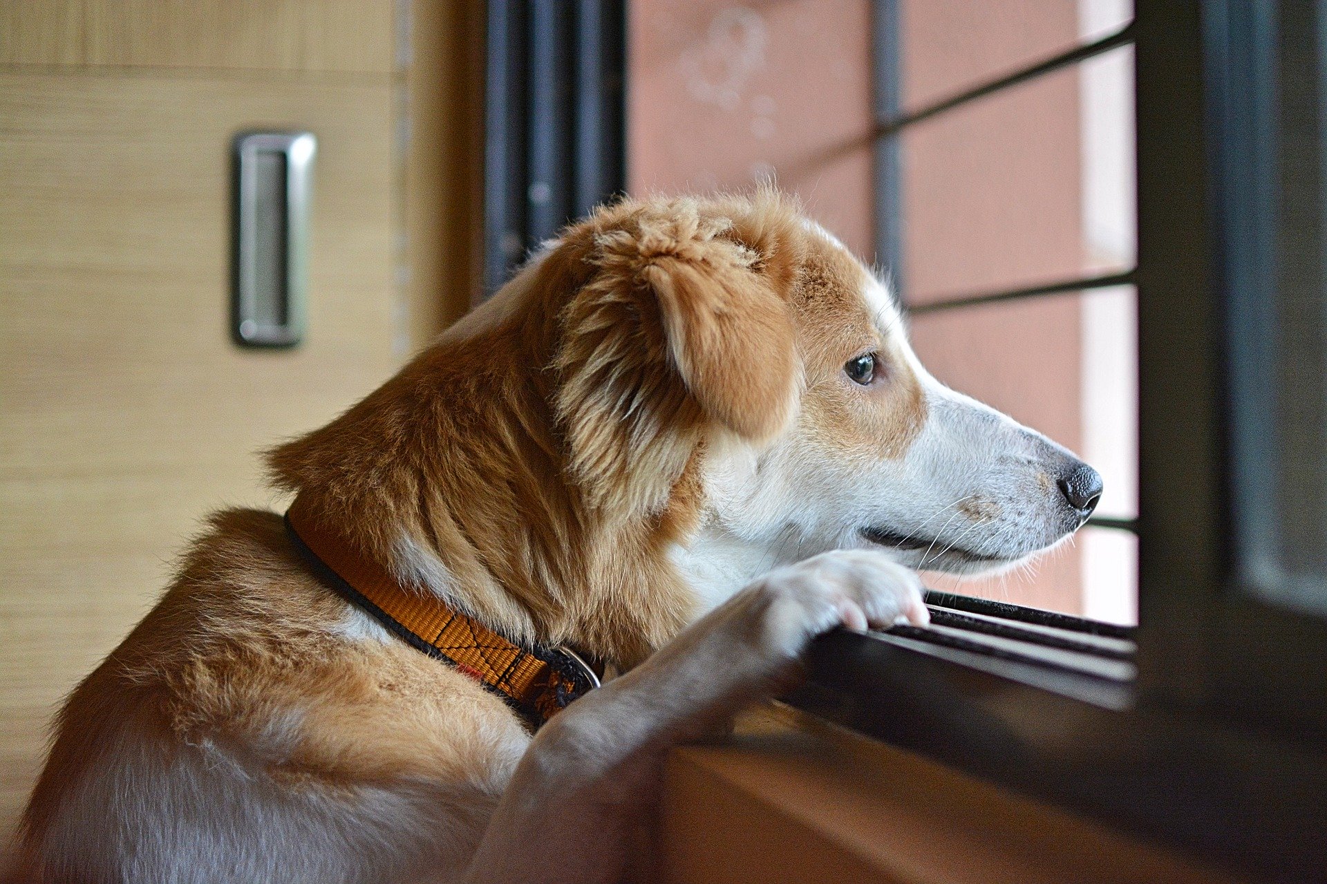 愛犬の分離不安症