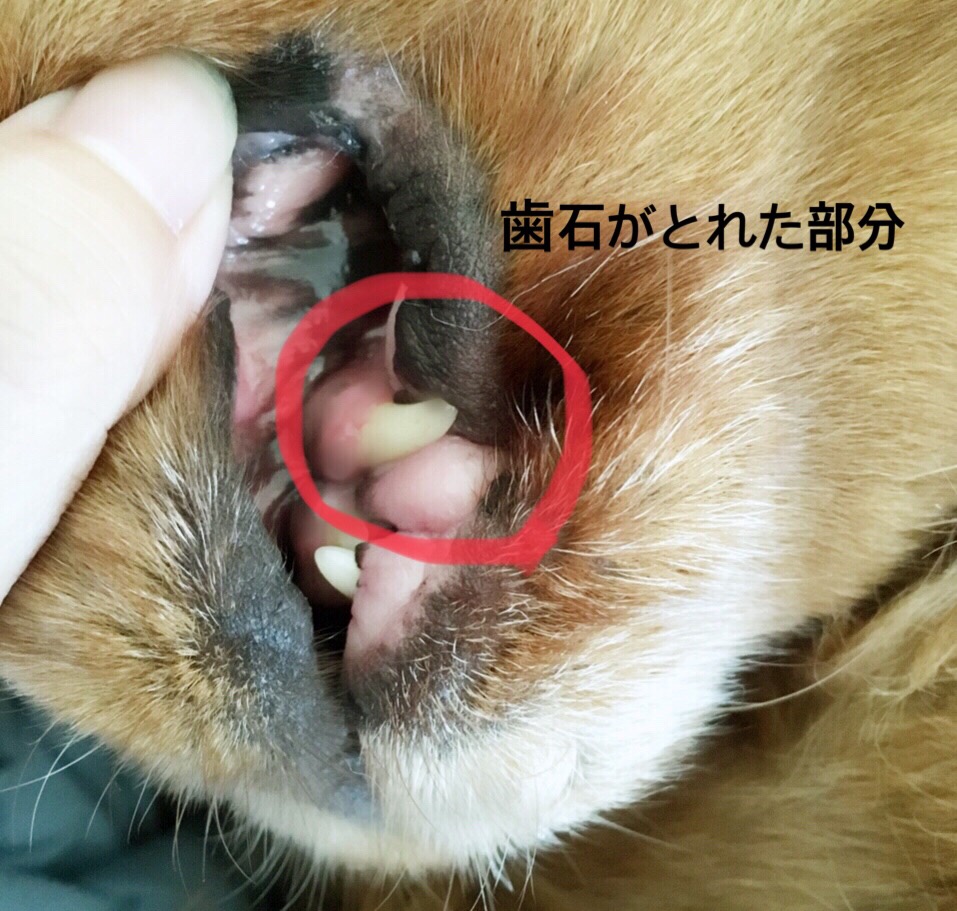 犬の歯石除去どうしてますか 歯石除去商品比較してみました ペットと一緒