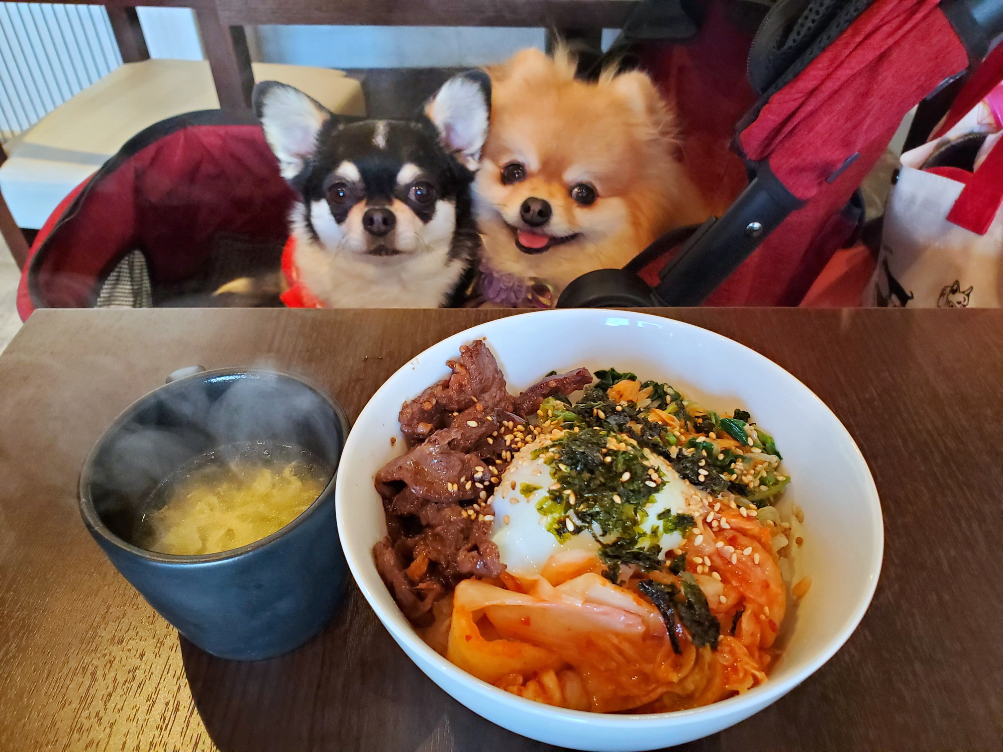 ドッグカフェ&バーモコモコ