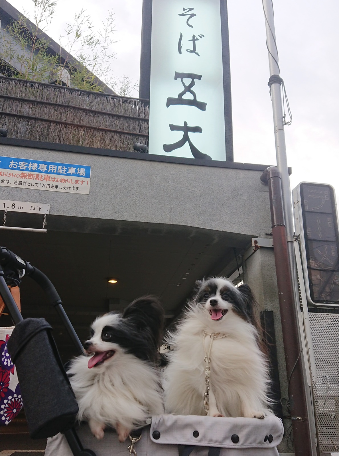 桜新町駅 五大 わんこ用お蕎麦も 本格的なお蕎麦を楽しめるお店 テラス席犬同伴可 東京都世田谷区 ペットと一緒