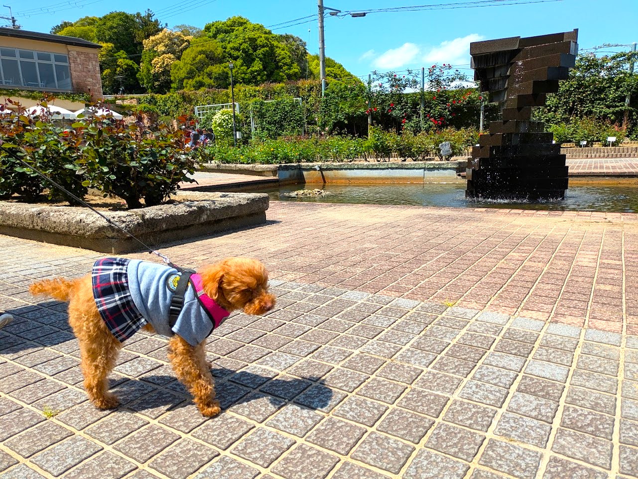 ティーテラスプリエール