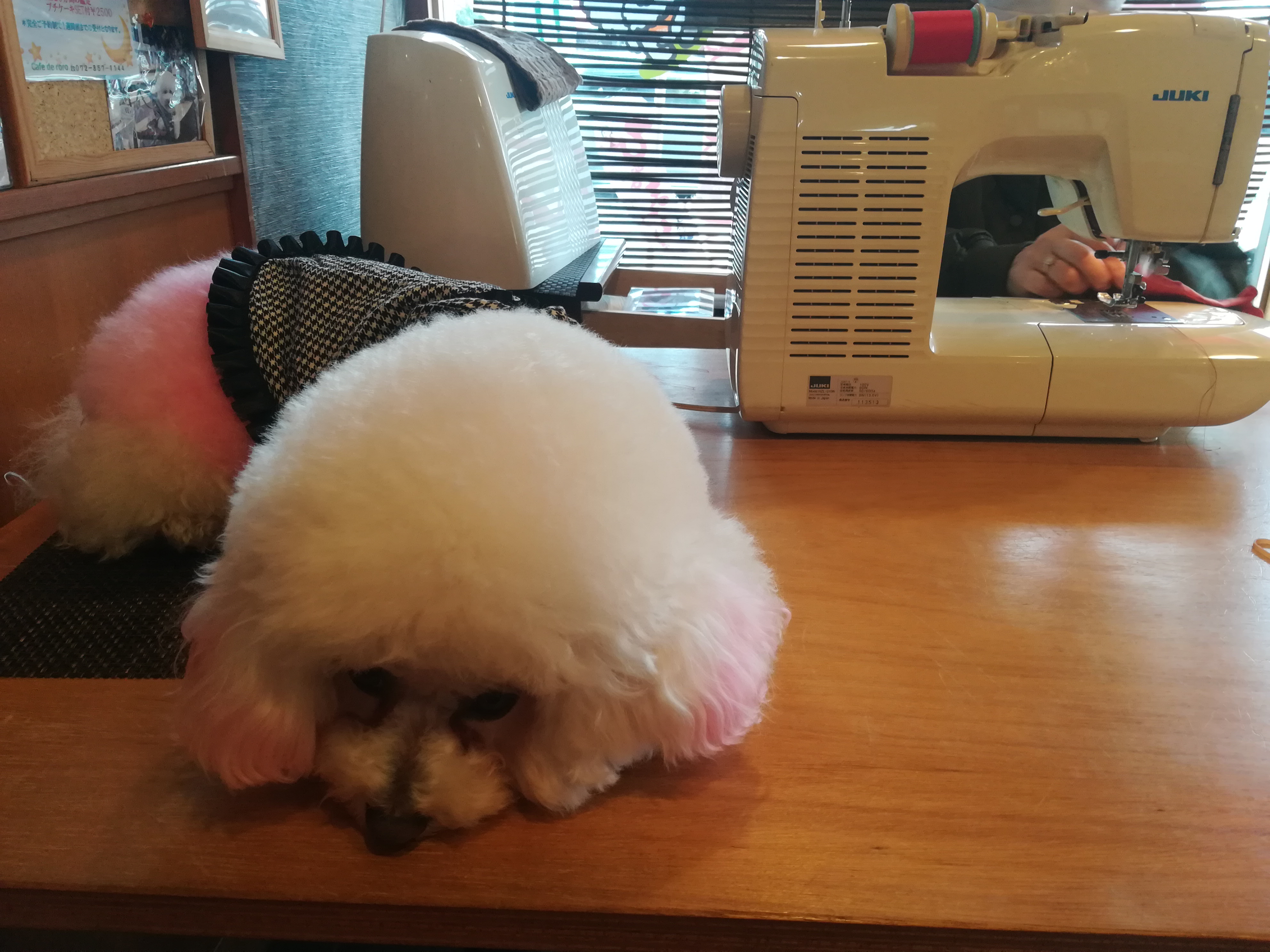 Cafe de RoRo&DOG'S(カフェデロロ)くずは店