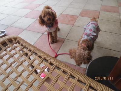 【関東】愛犬と美味しいケーキが食べられるお店