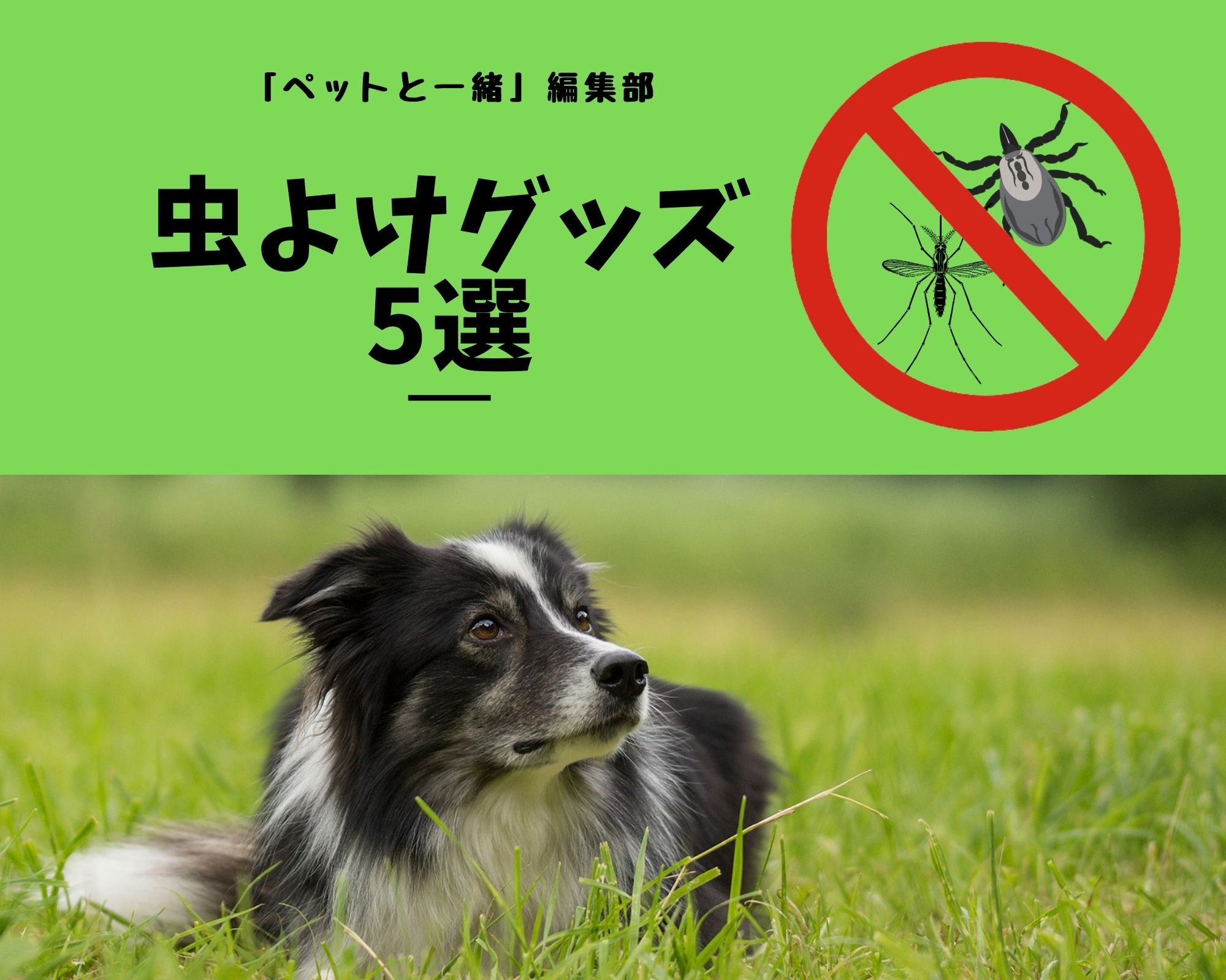 犬用虫除けグッズ5選【ペットと一緒編集部】