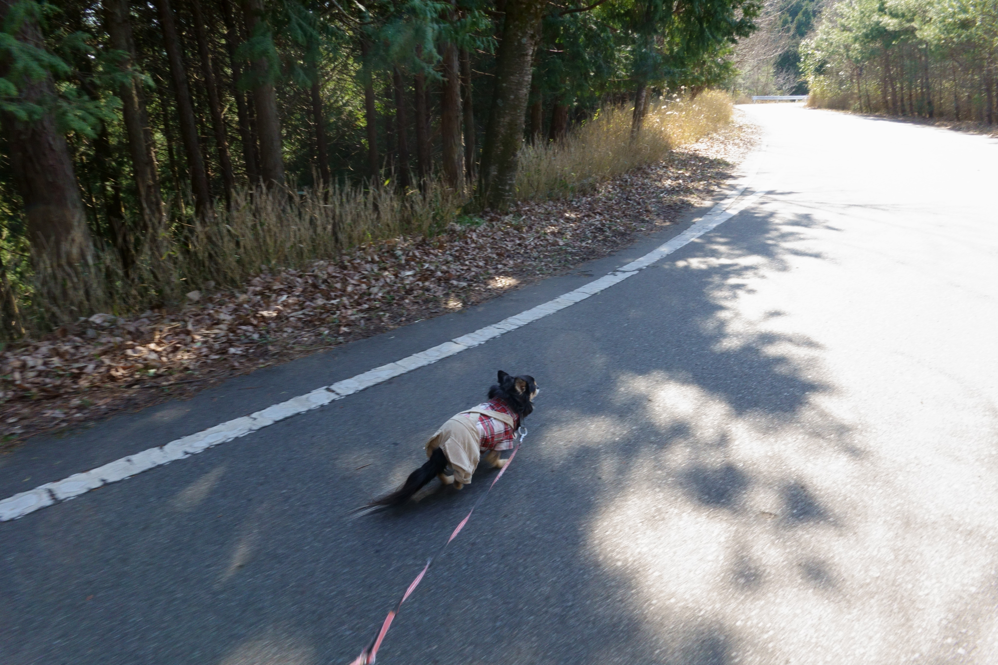 竹田城跡(たけだじょうせき)