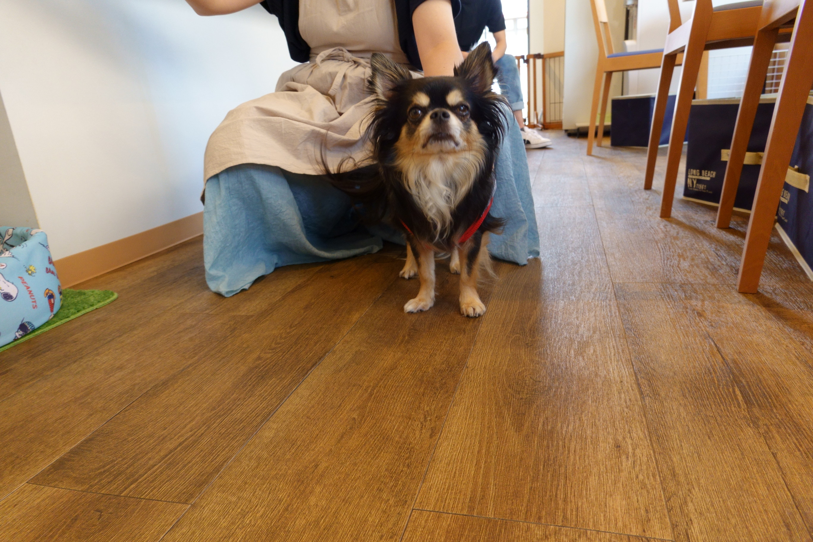 DogCafe ALAN(ドッグカフェ アラン)