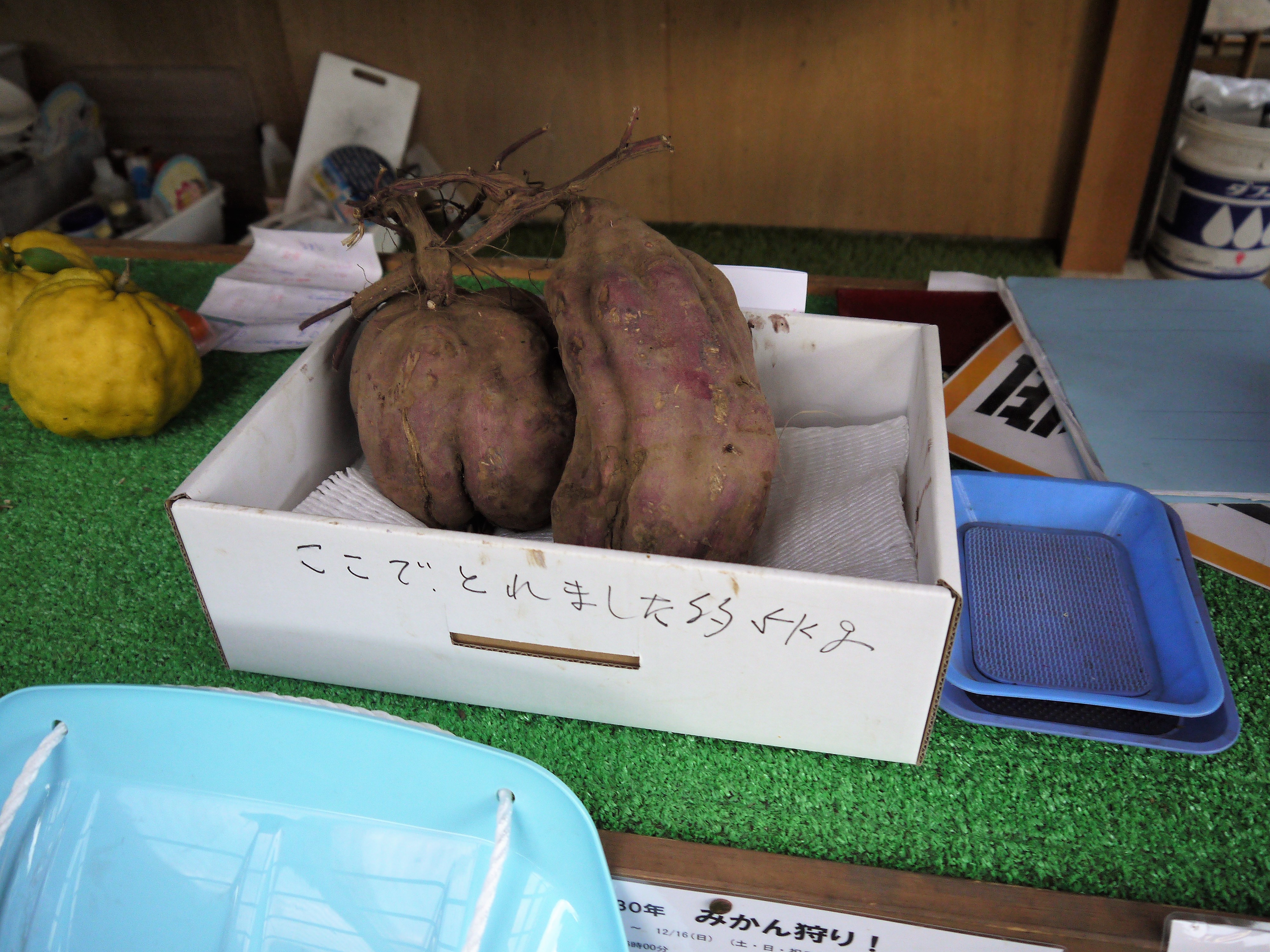 Ⓝ内藤園