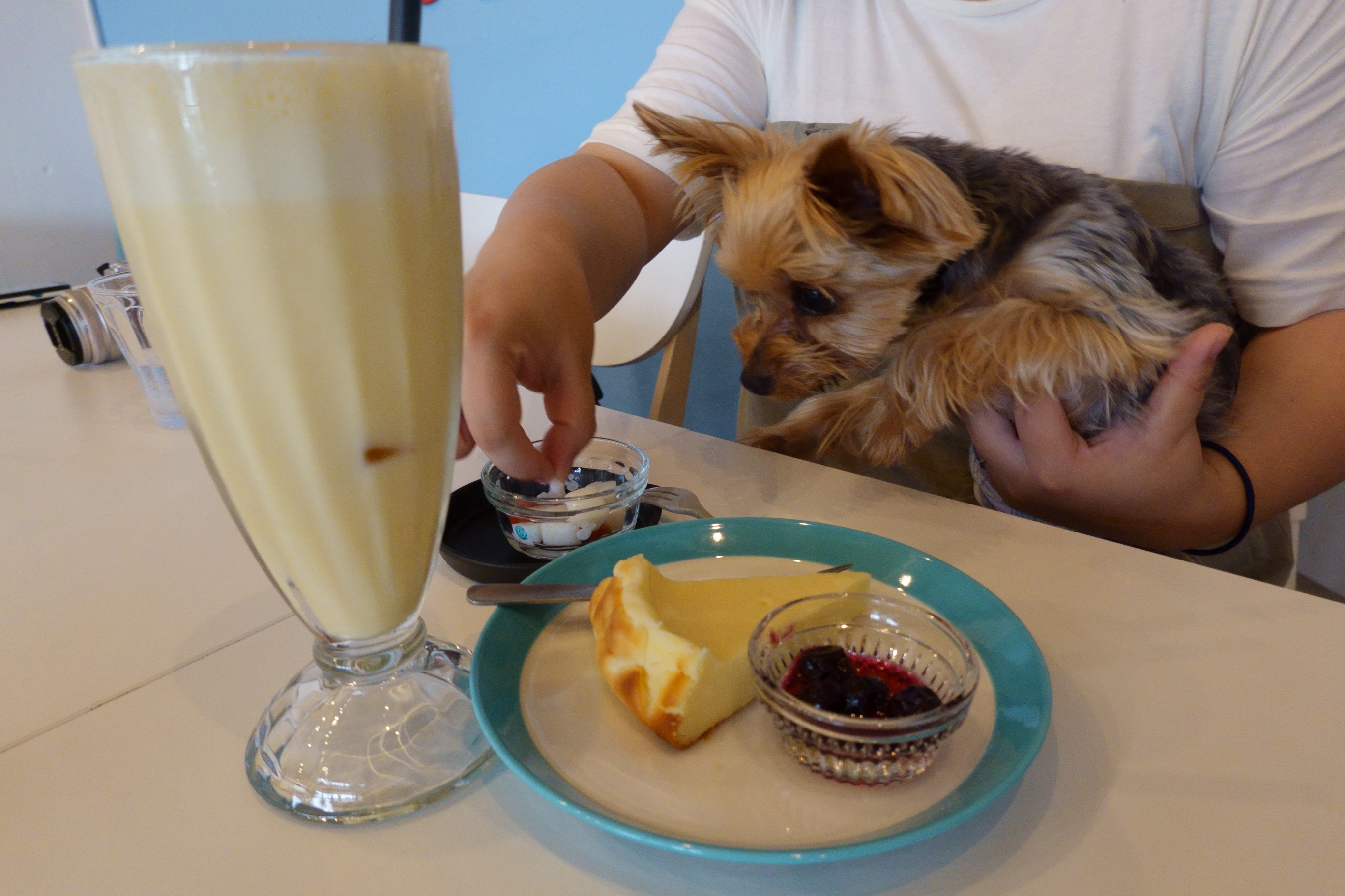 保護犬のいるドッグカフェゼロ